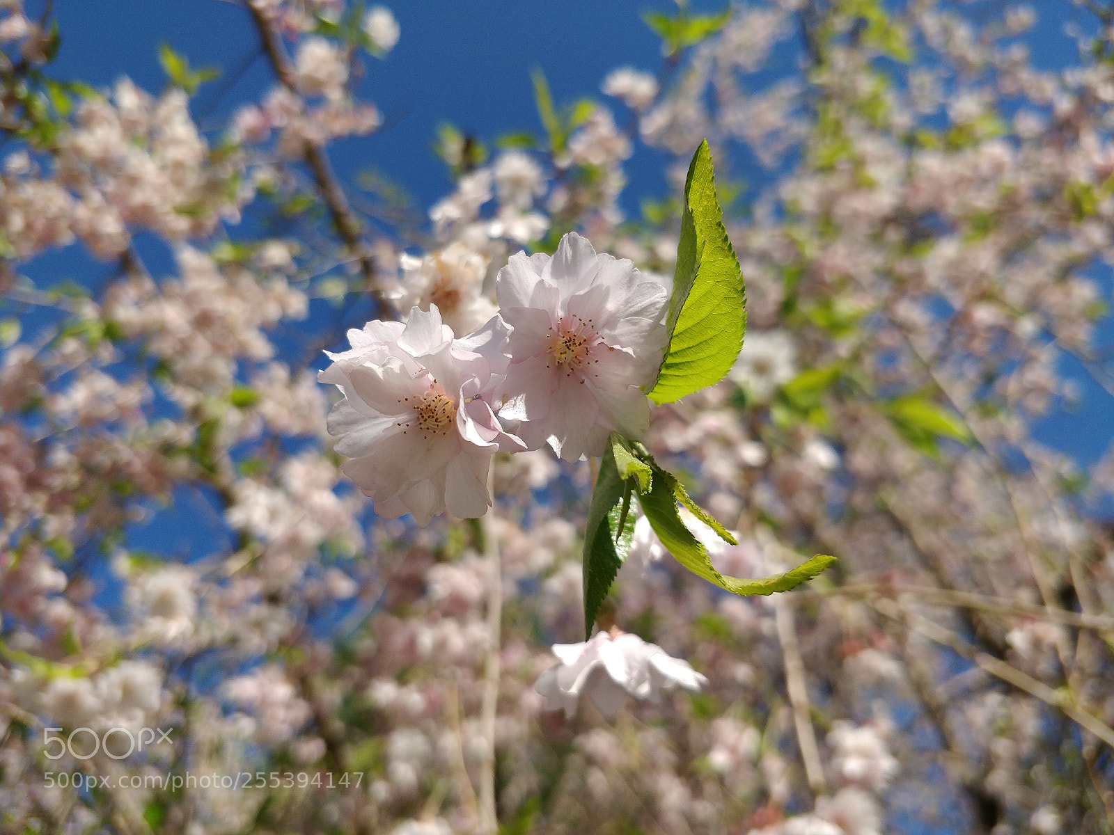 OnePlus 5 sample photo. Cherry blossoms photography