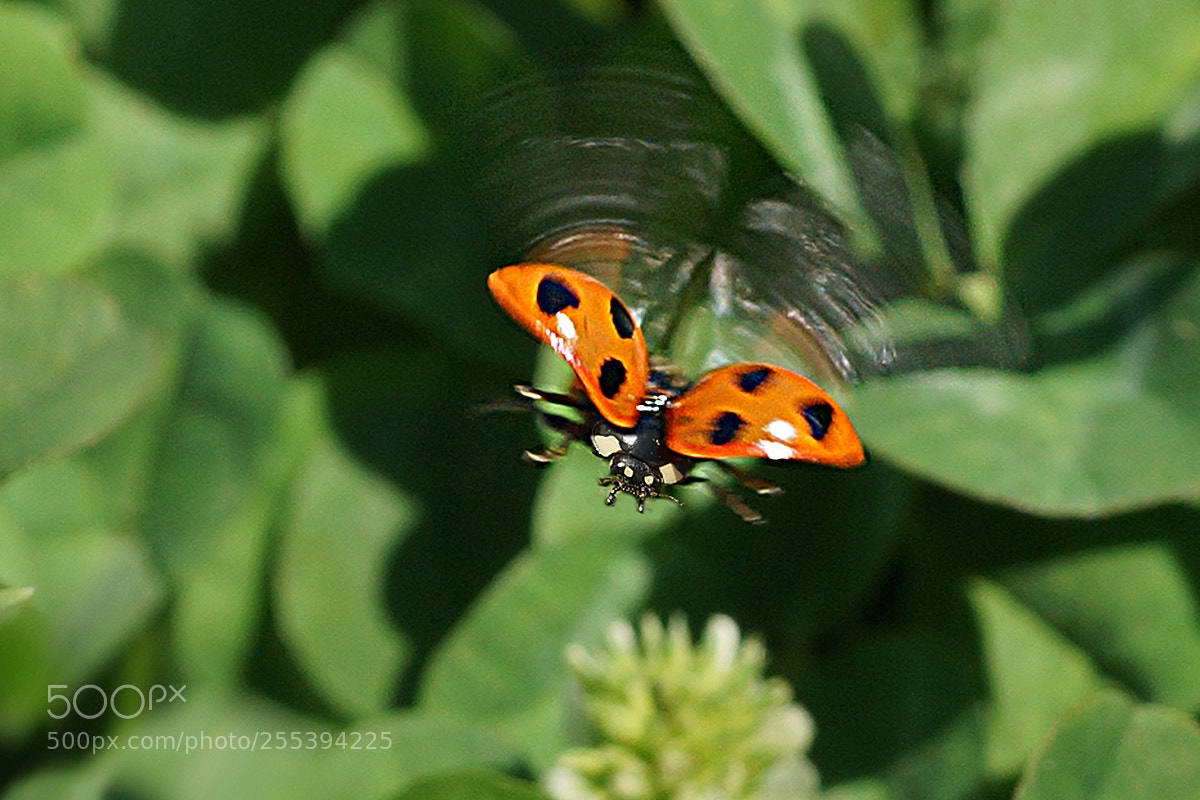Sony SLT-A77 sample photo. Flying　lady photography