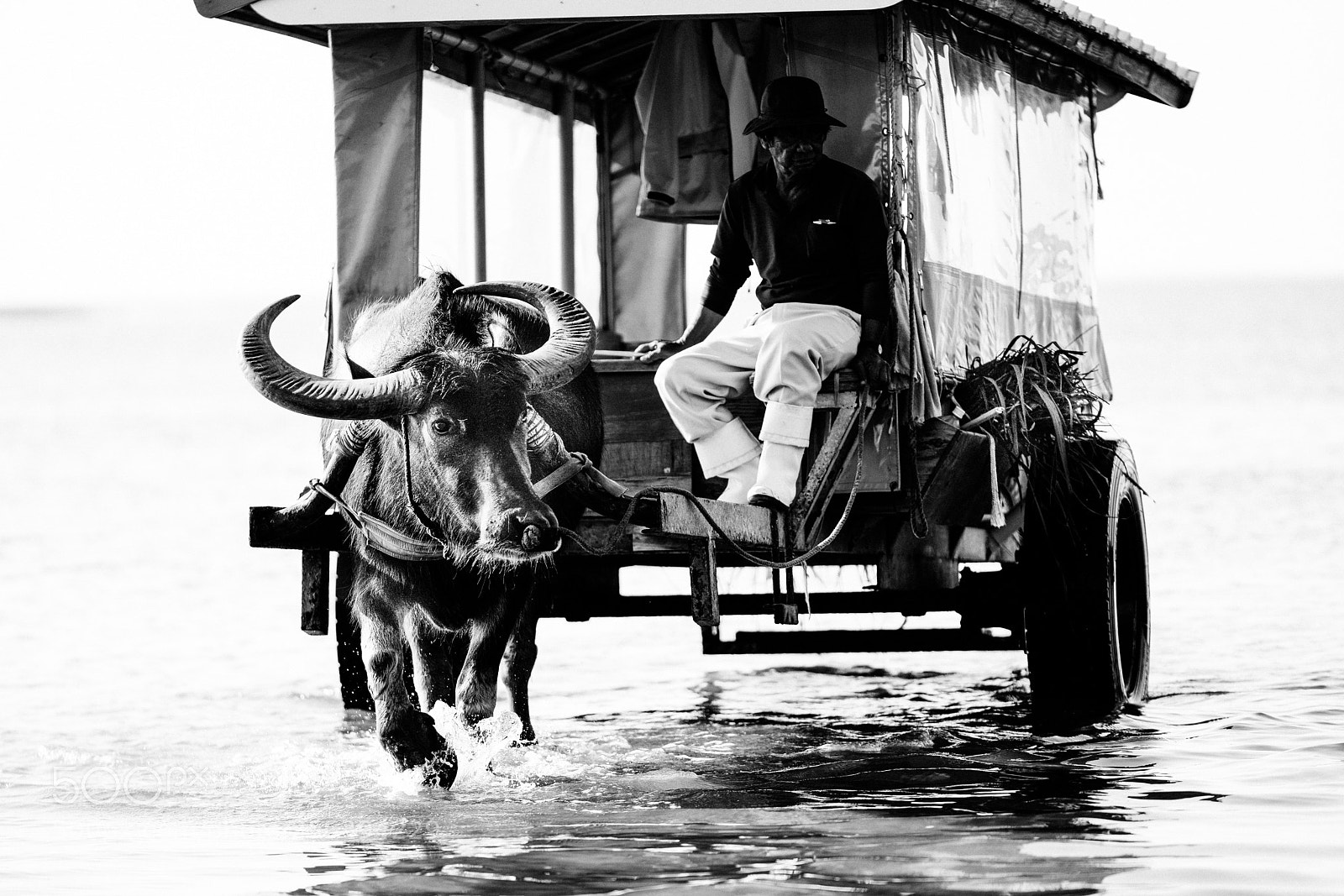 Sony a7R III sample photo. Water buffalo in japan photography