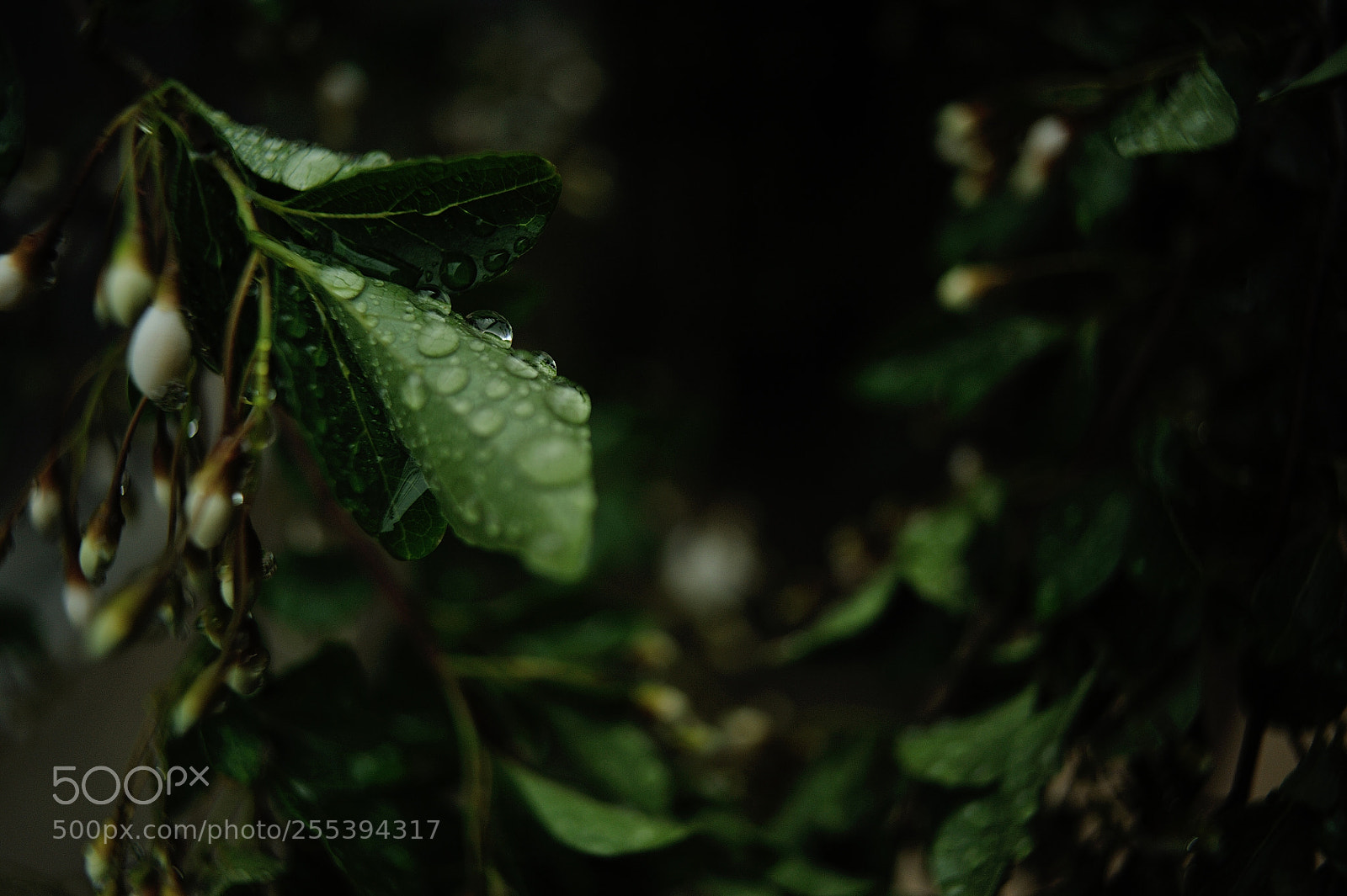 Nikon D700 sample photo. After the rain photography