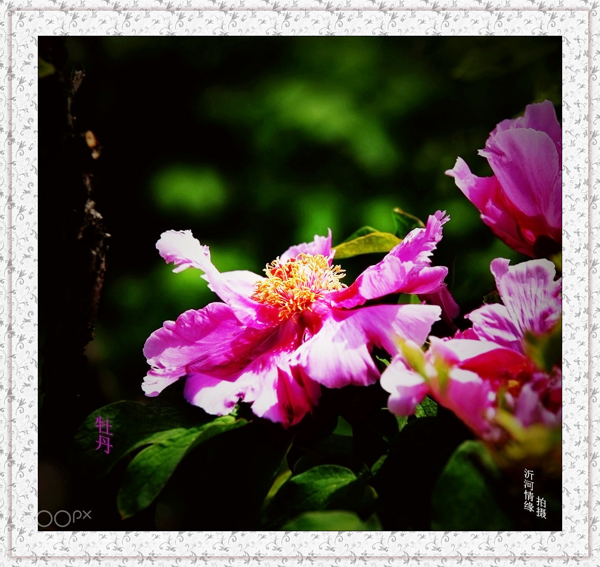 Canon EOS-1D X Mark II sample photo. Untitled photography
