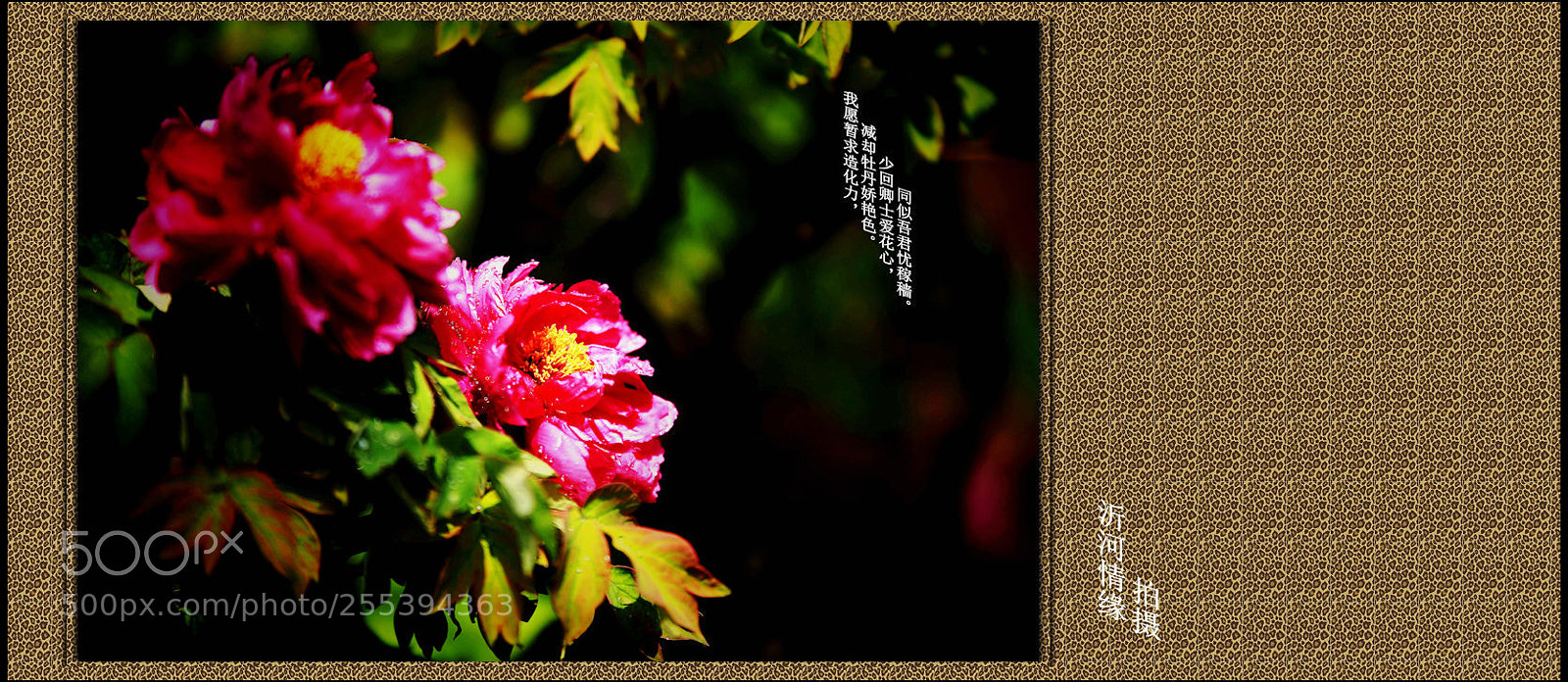 Canon EOS-1D X Mark II sample photo. Untitled photography