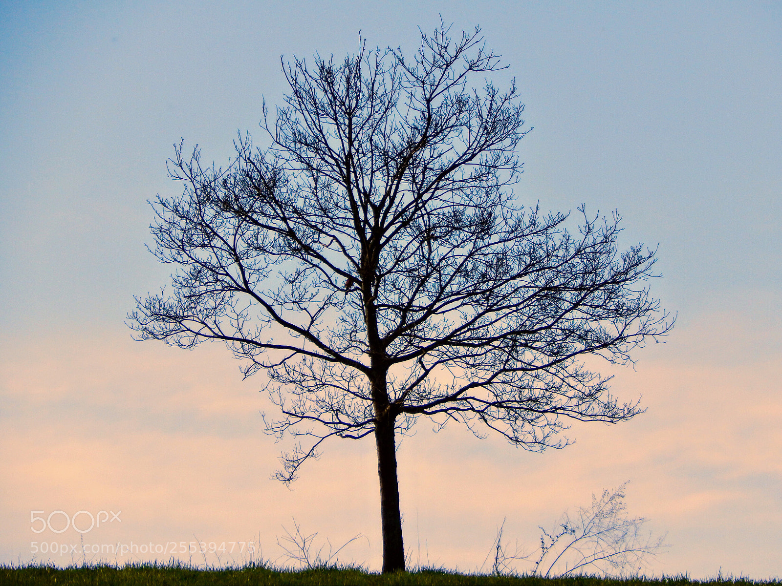 Nikon Coolpix L820 sample photo. A tree and a photography