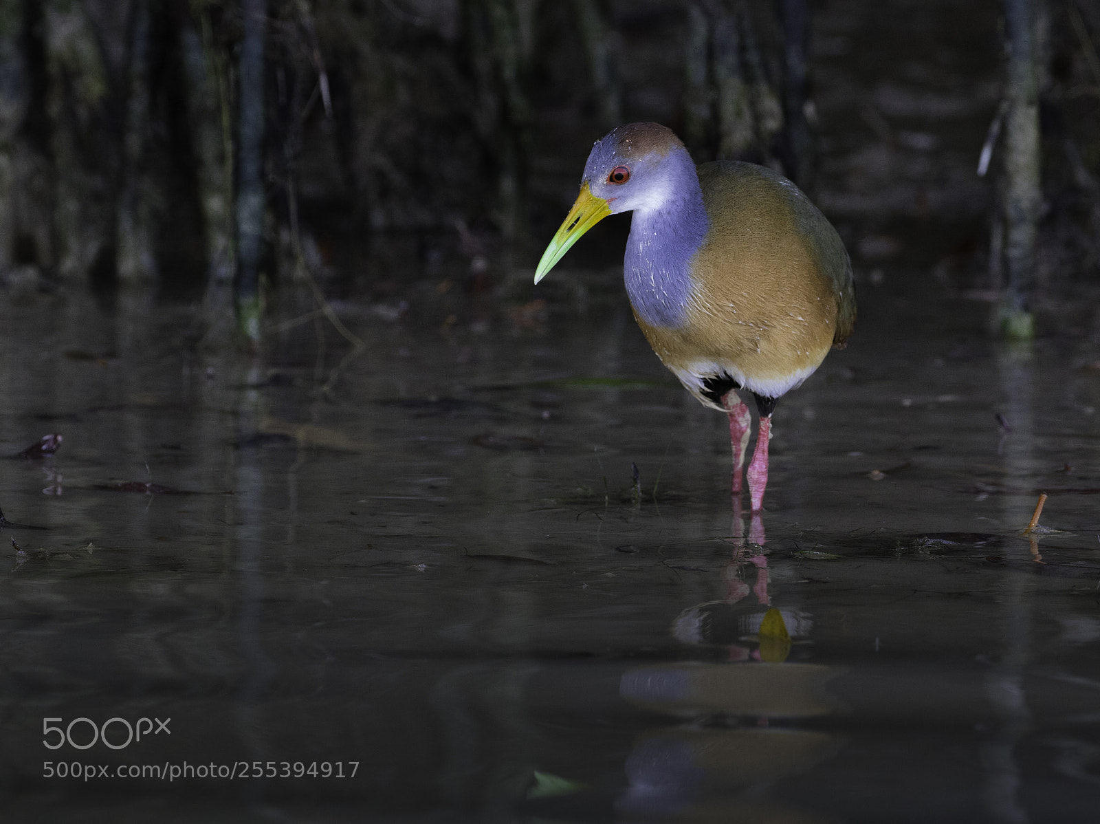 Canon EOS 7D Mark II sample photo. Russet-naped wood rail in photography