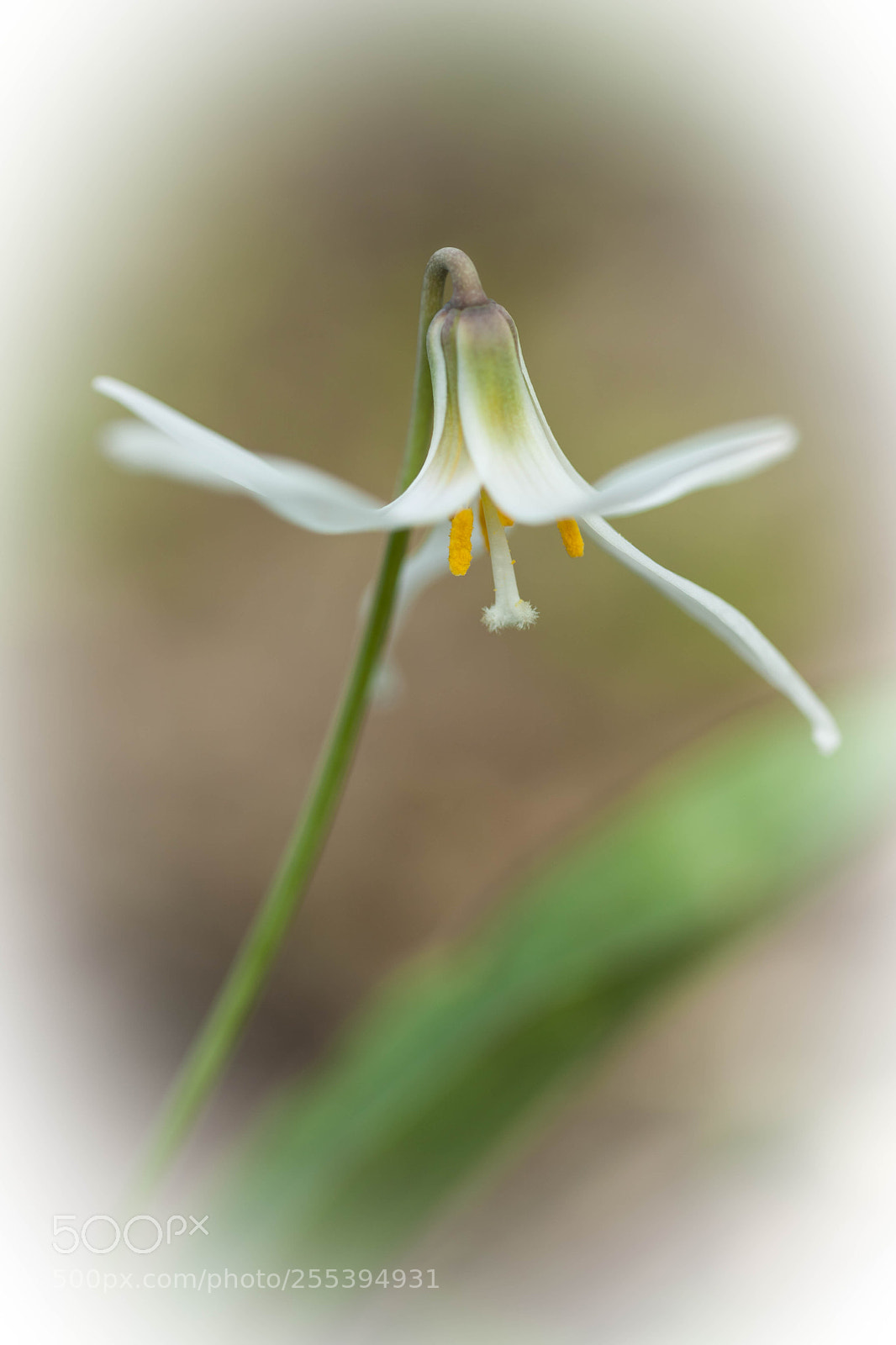 Canon EOS 5D Mark II sample photo. Wildflower photography