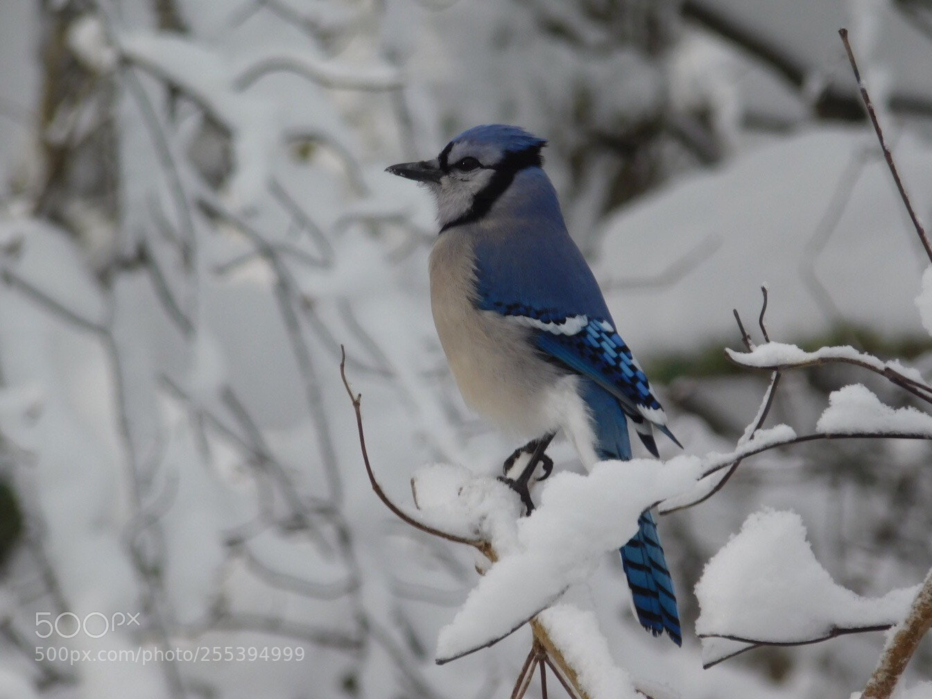 Nikon Coolpix L840 sample photo. 　blue jay photography