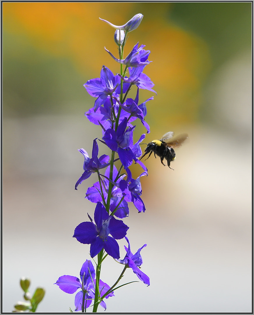 Nikon D850 + Sigma 120-400mm F4.5-5.6 DG OS HSM sample photo. Tasty purple goodies photography