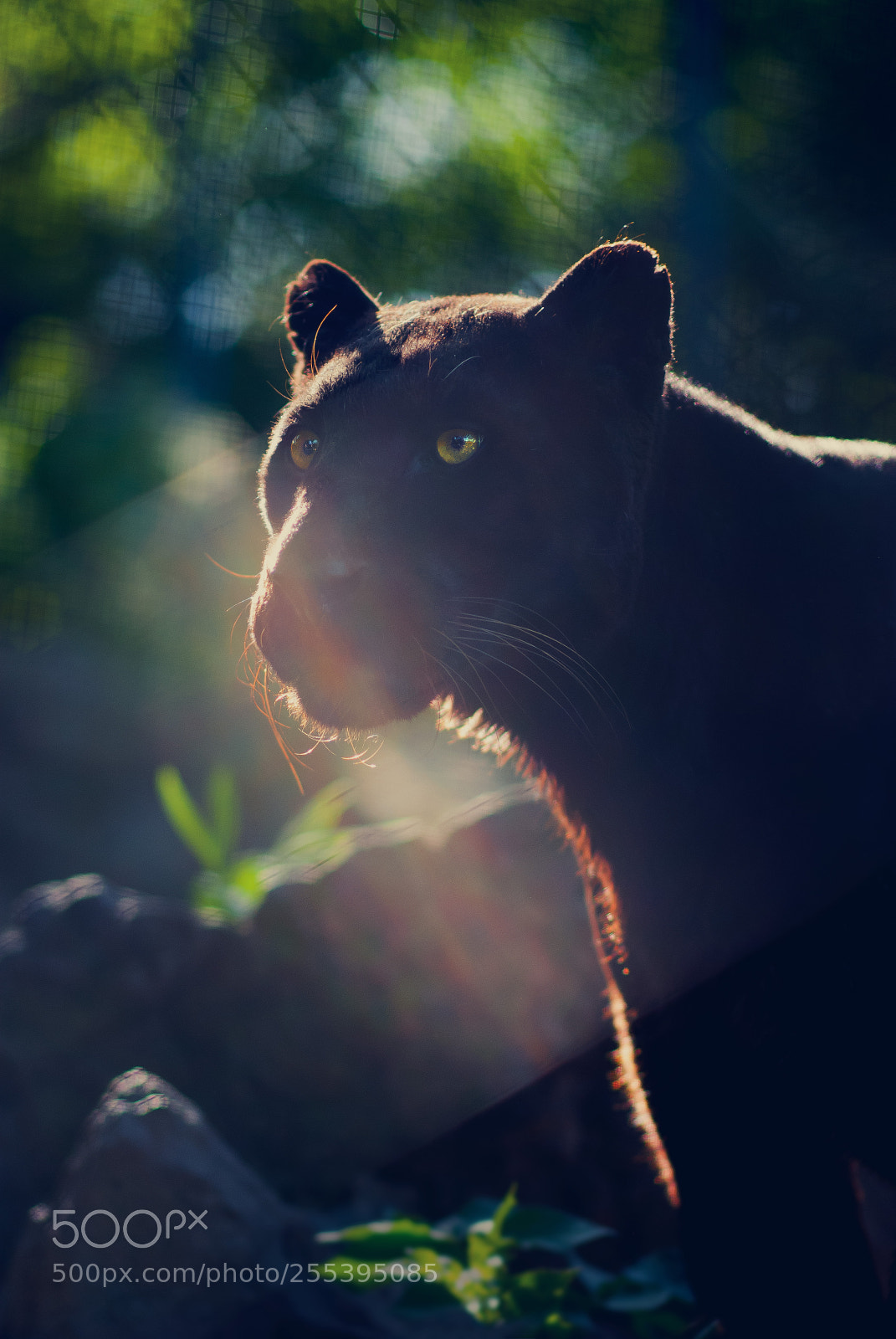 Nikon D80 sample photo. Black panther (leopard) photography