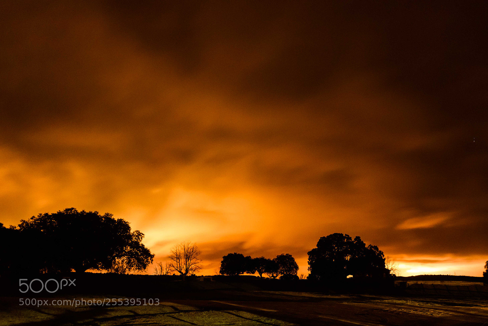 Nikon D5500 sample photo. Encinas en la noche photography