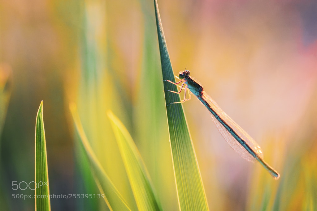 Canon EOS 70D sample photo. Resting photography