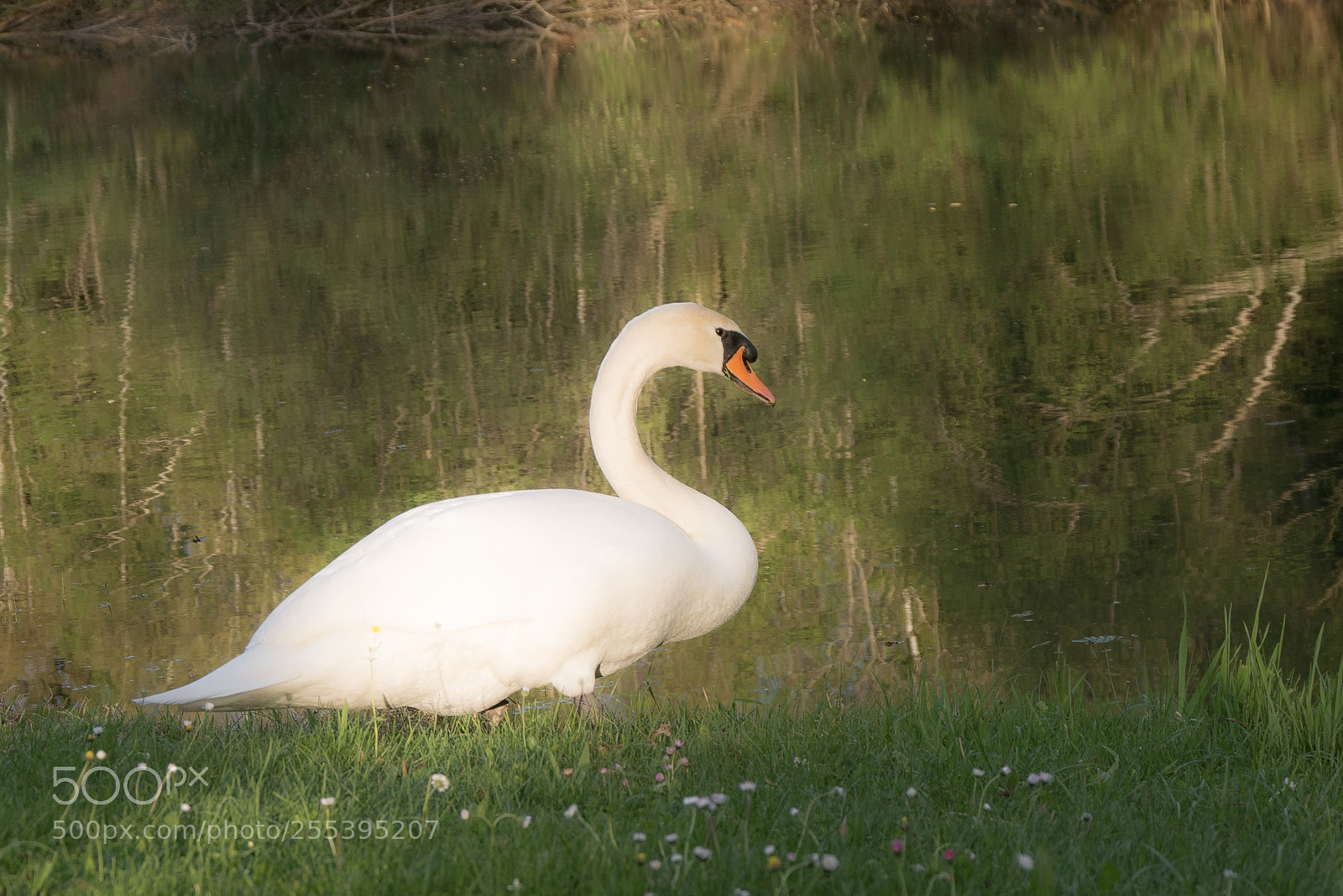 Panasonic DMC-G70 sample photo. Swan photography
