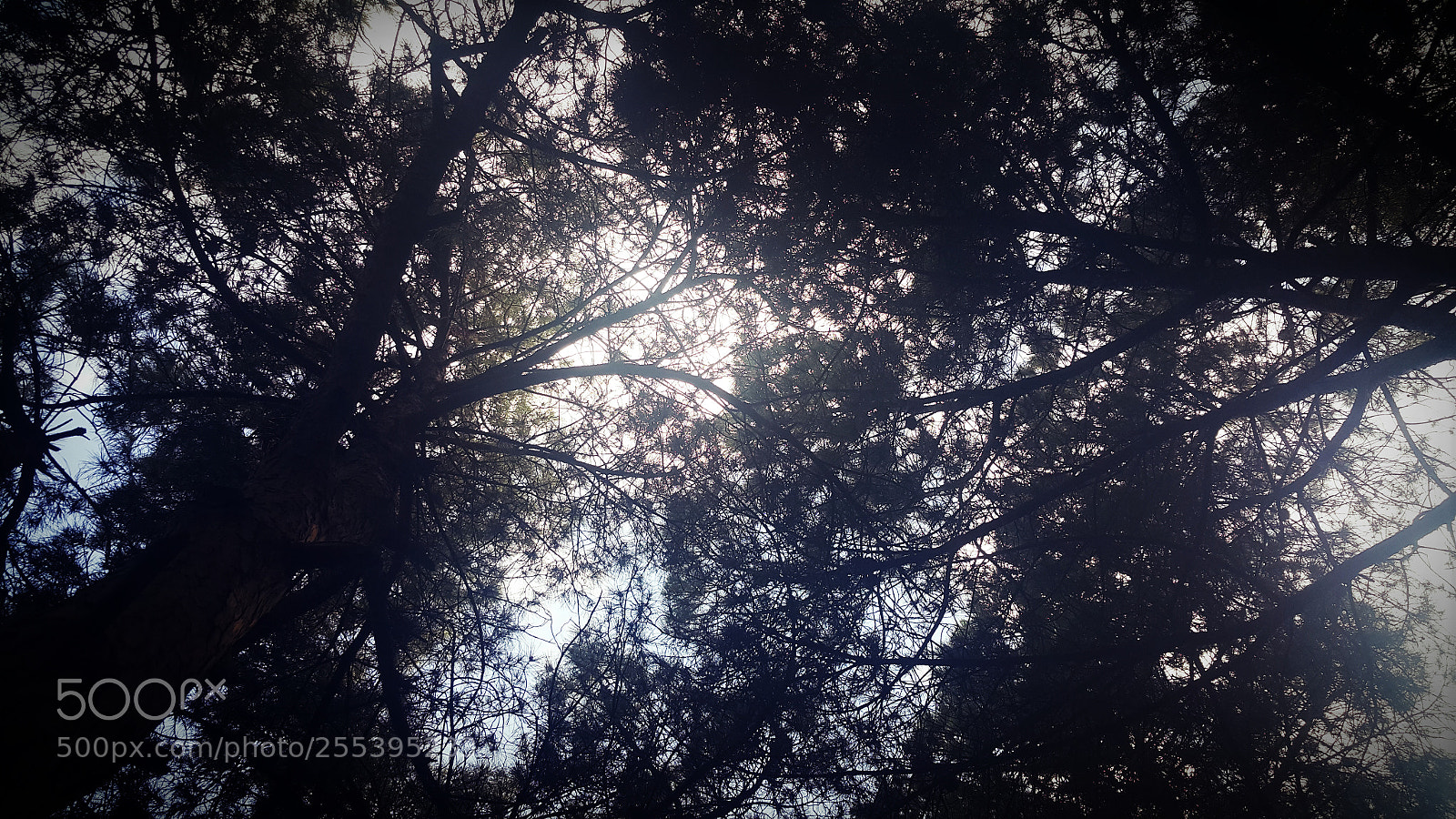 Samsung Galaxy Note4 sample photo. Untitled photography