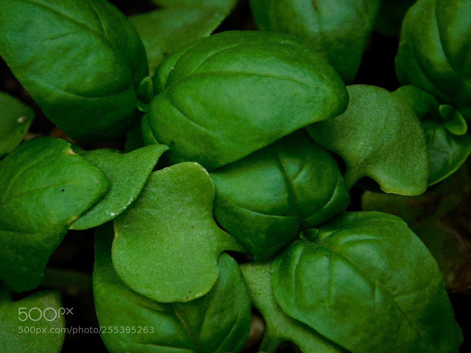 Nikon Coolpix B500 sample photo. Sweet basil photography