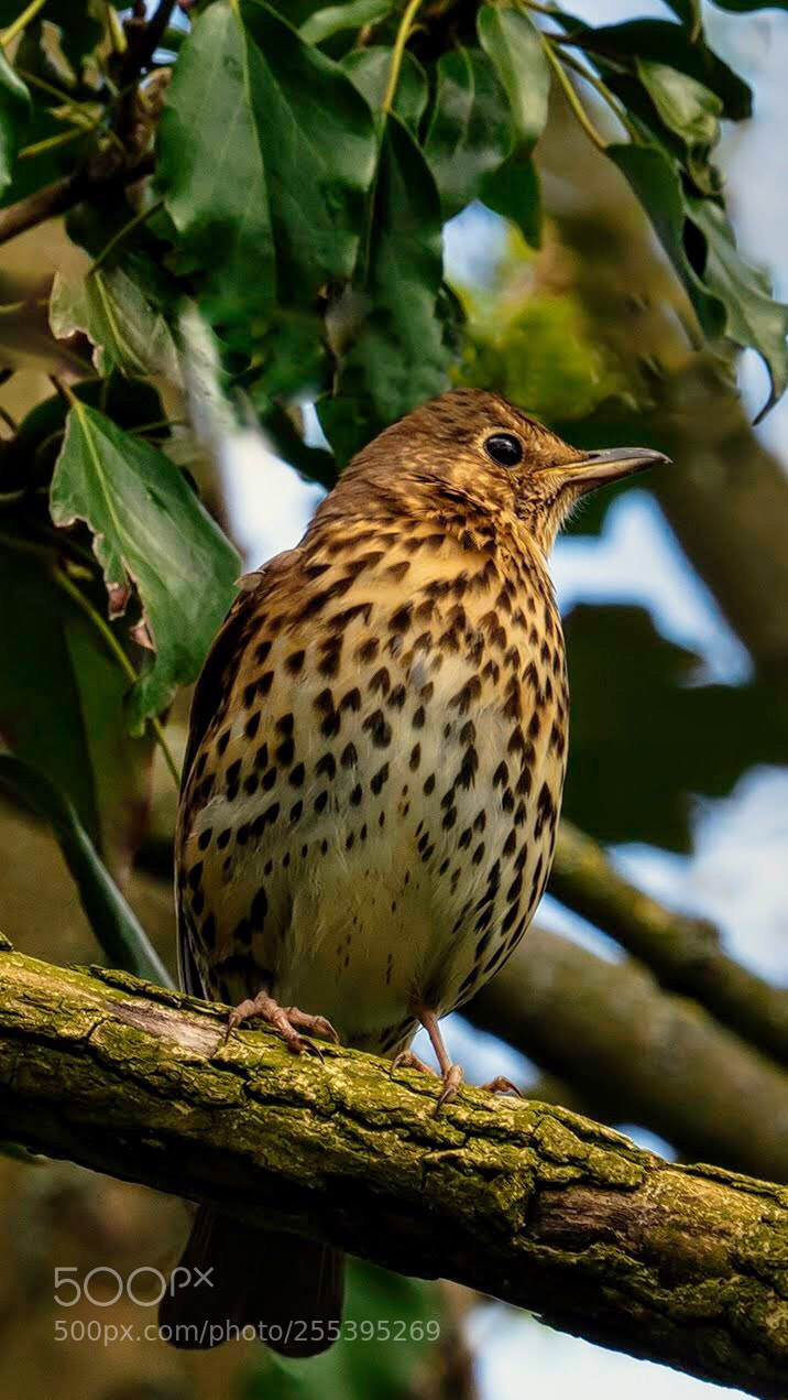 Olympus OM-D E-M5 II sample photo. Thrush photography