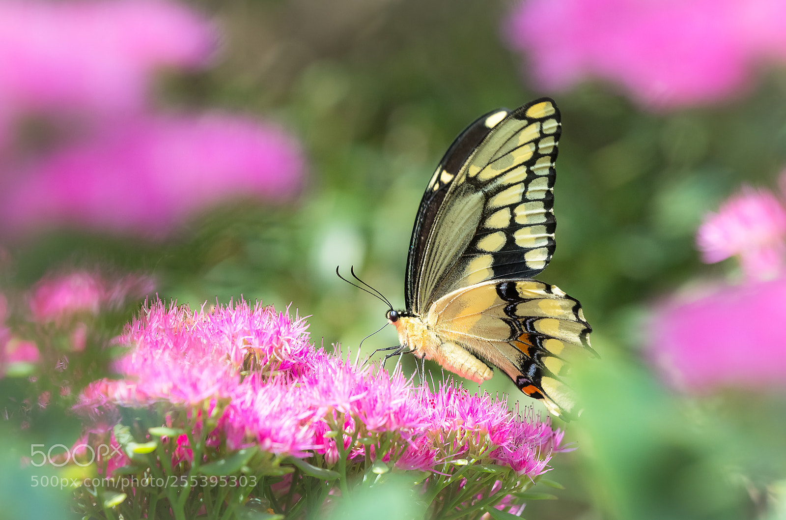 Sony SLT-A99V sample photo. Swallowtail photography