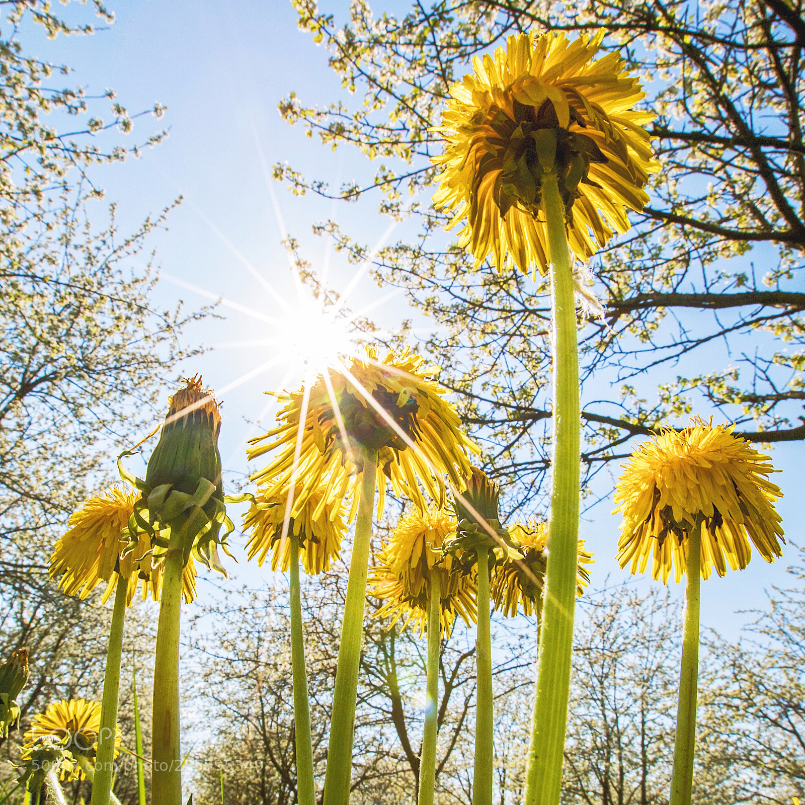 Canon EOS 5D Mark IV sample photo. Dandelion photography