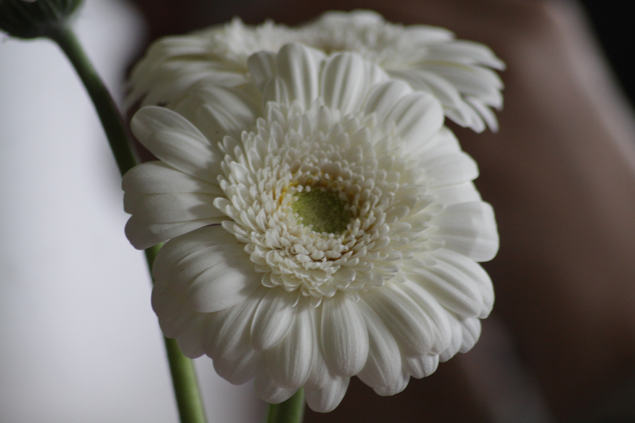 Canon EOS 50D sample photo. Blomst photography