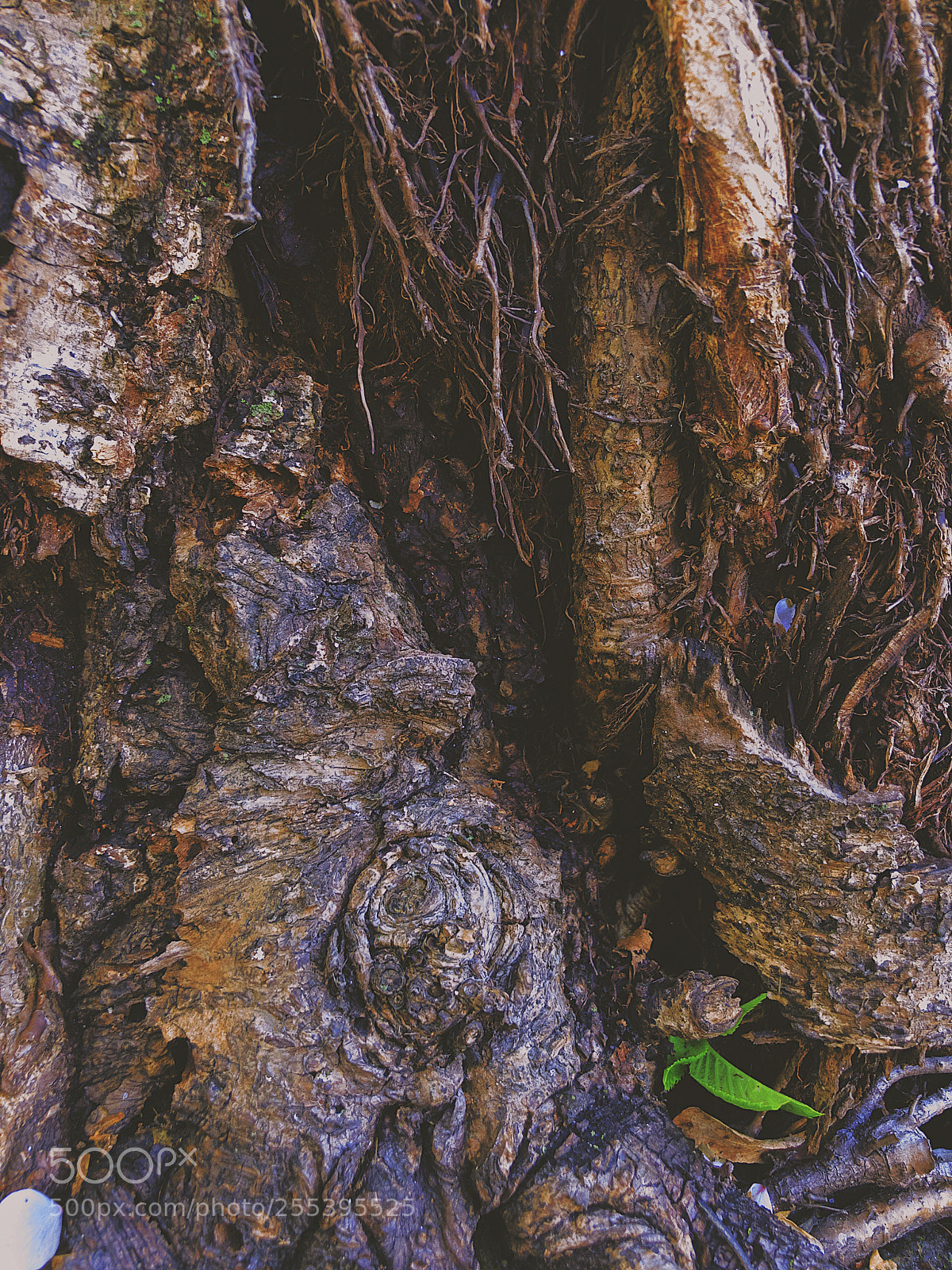 Apple iPhone 8 Plus sample photo. Roots  photography
