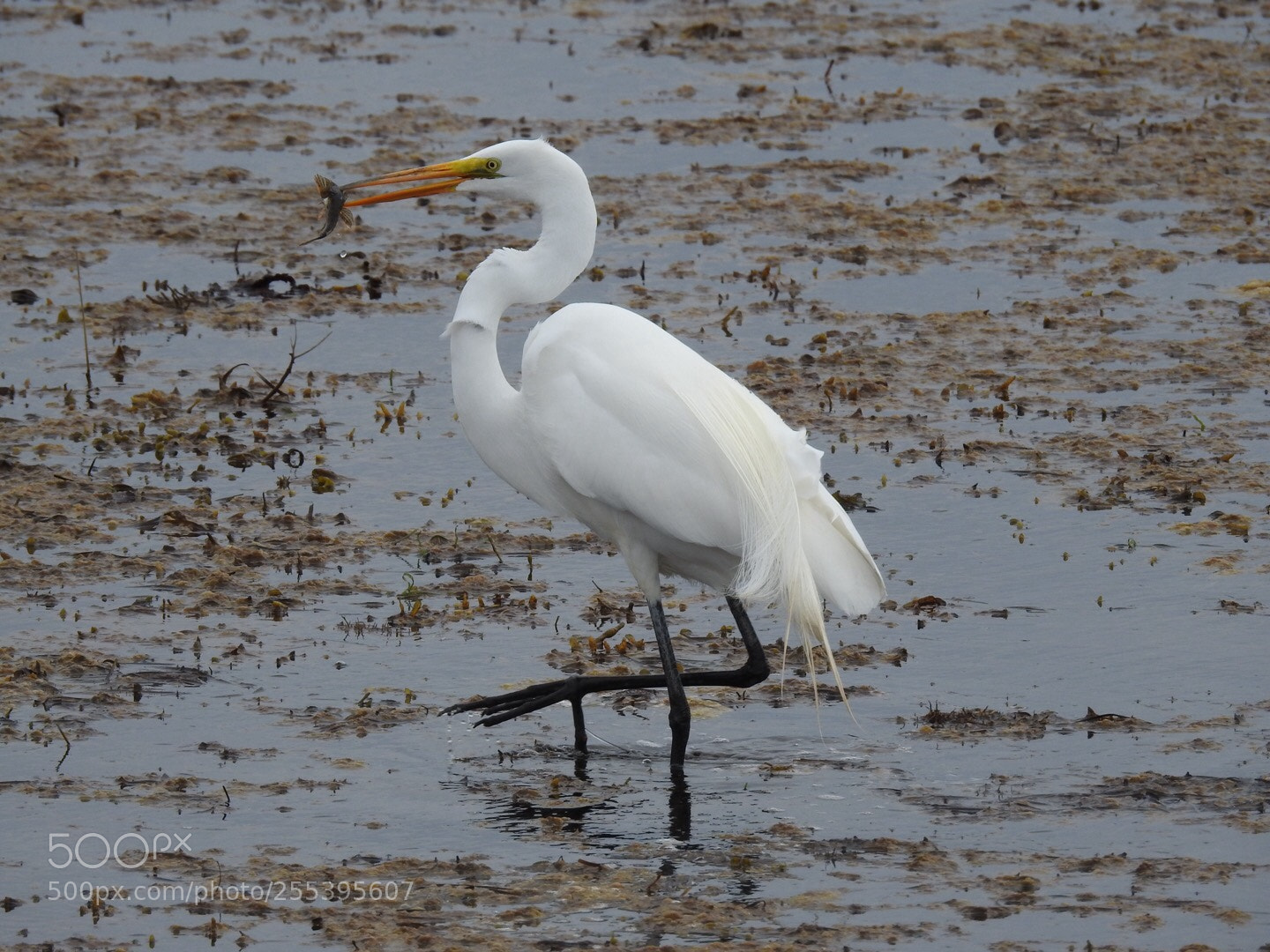 Nikon Coolpix P900 sample photo. Great egret photography