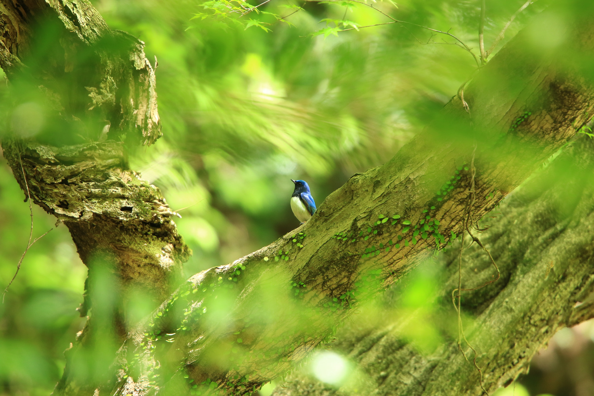 Canon EOS 7D Mark II sample photo. オオルリ blue-and-white flycatcher photography