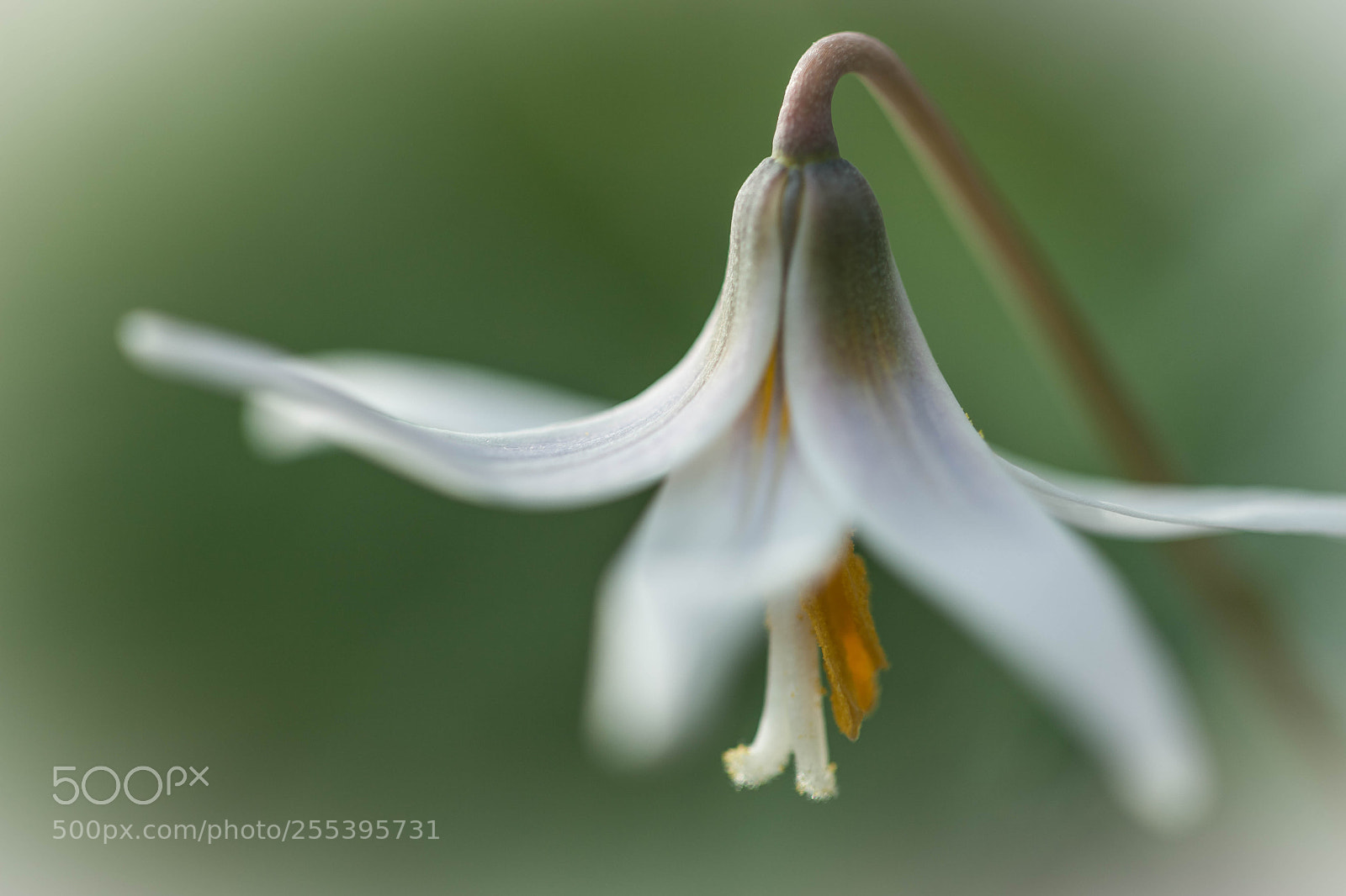 Canon EOS 5D Mark II sample photo. A soft touch photography