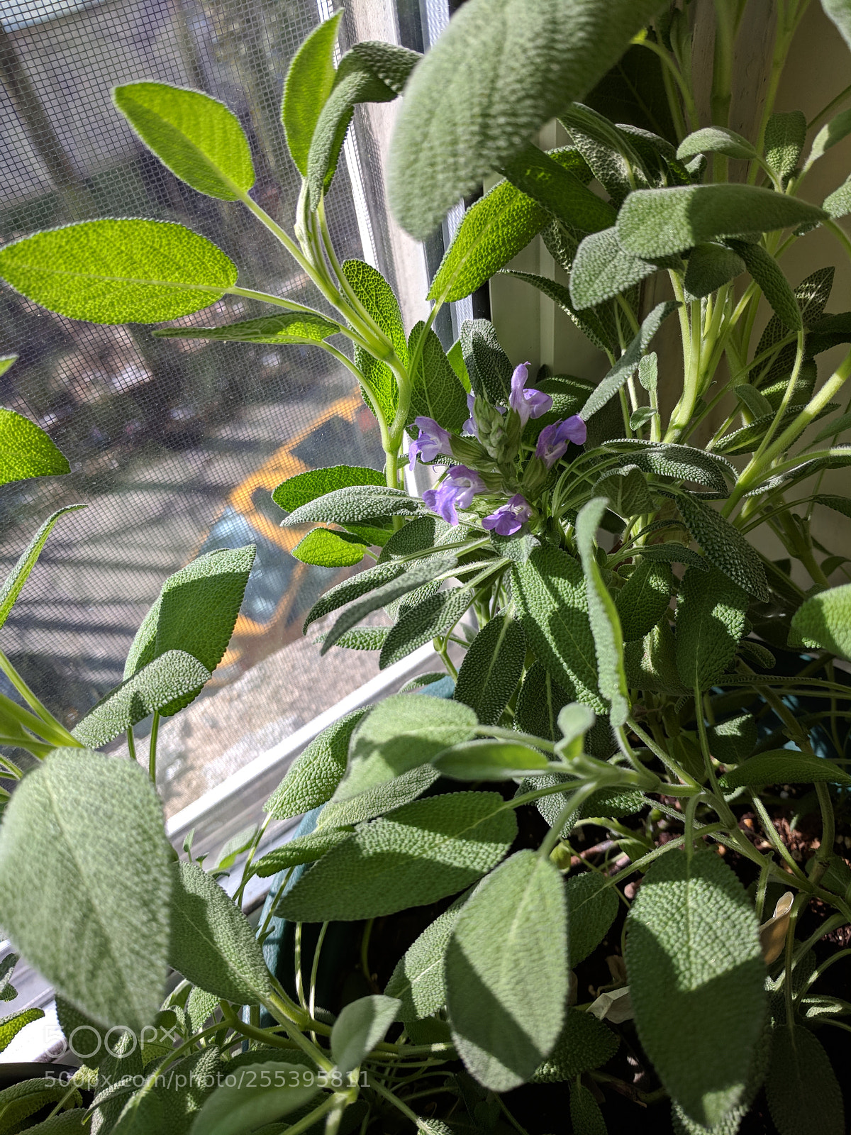 Google Pixel sample photo. Sage photography