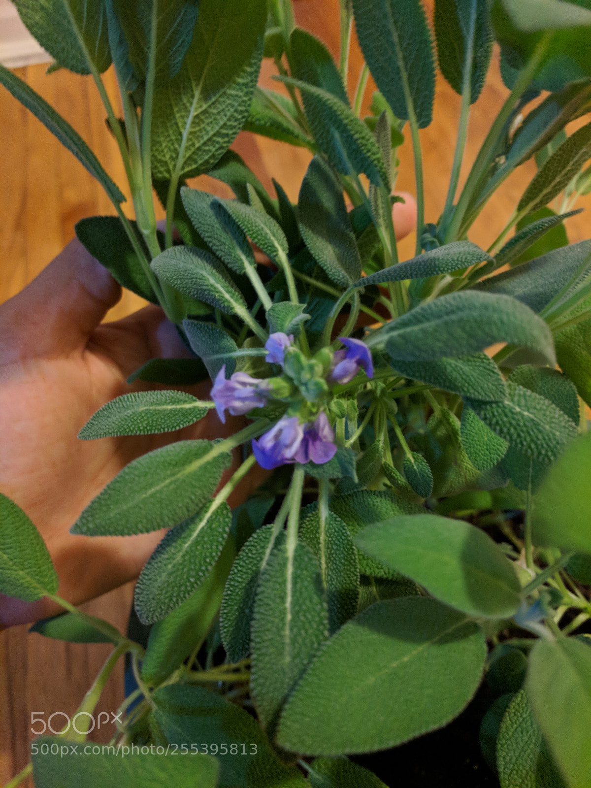 Google Pixel sample photo. Sage photography