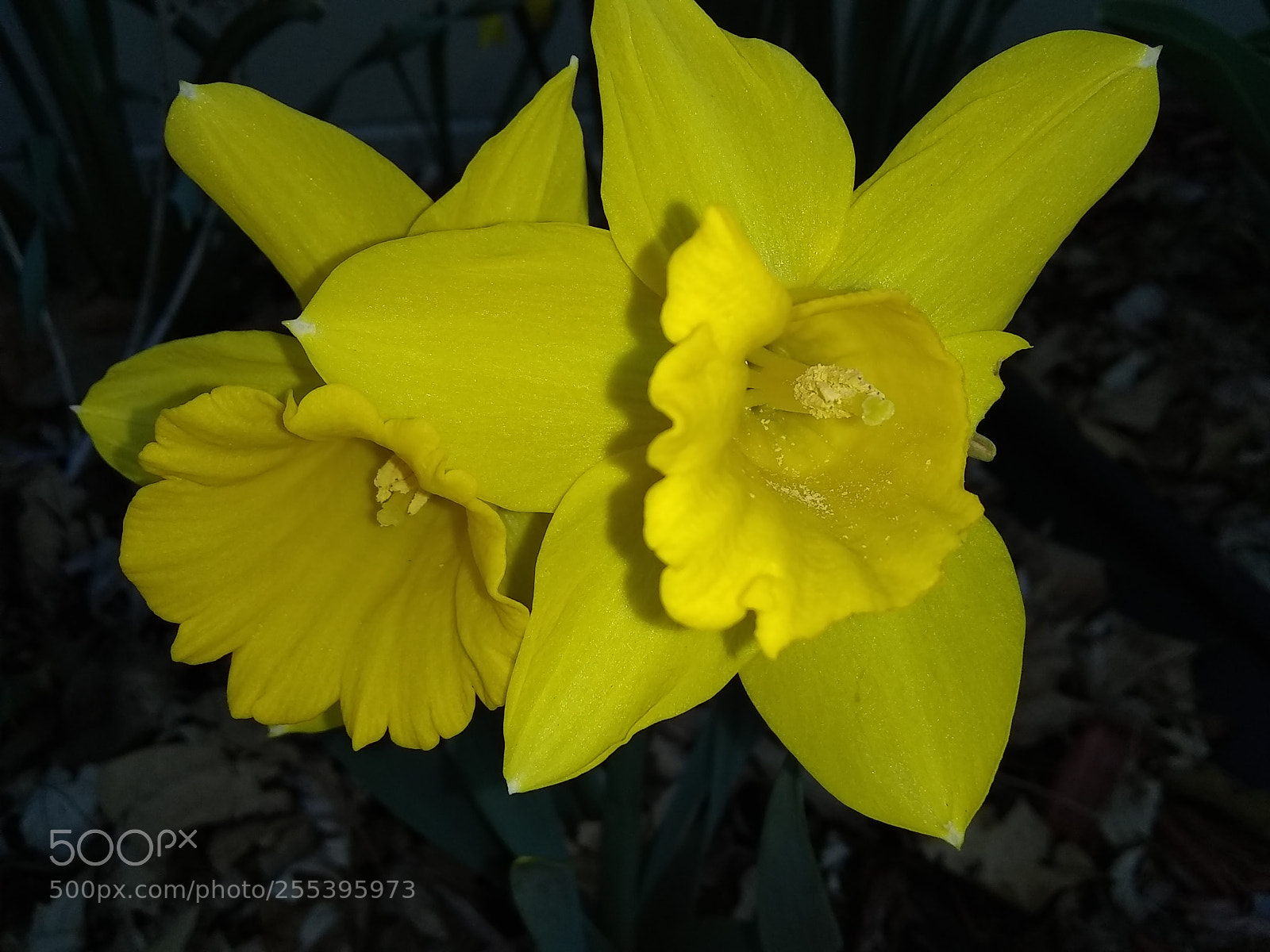 Motorola Moto E4 sample photo. The lover's photography
