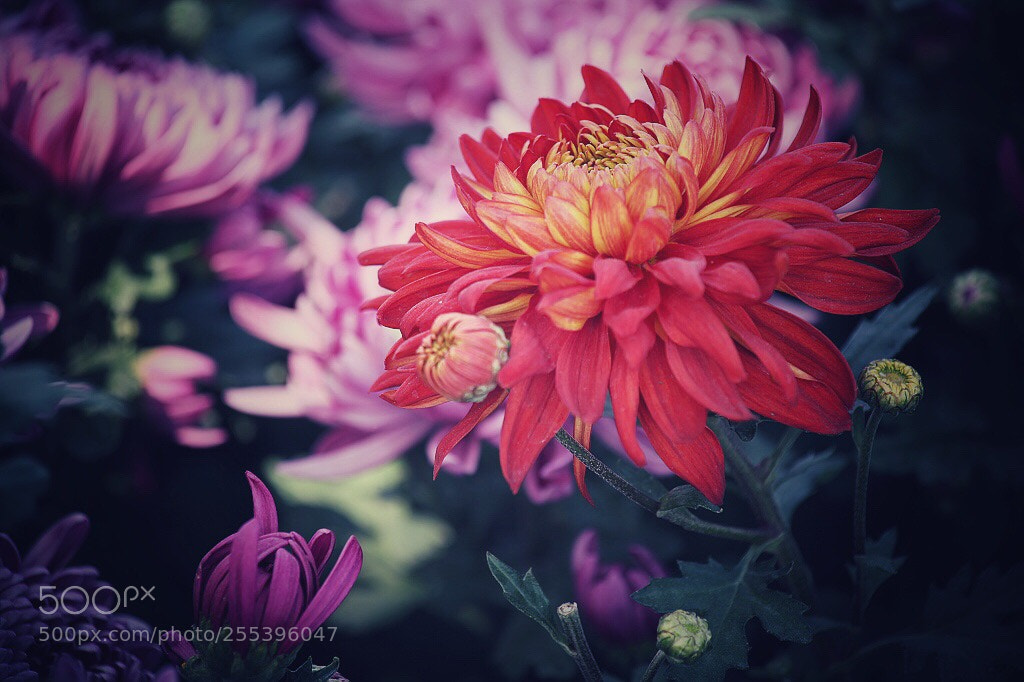Canon EOS 5D Mark II sample photo. Untitled photography