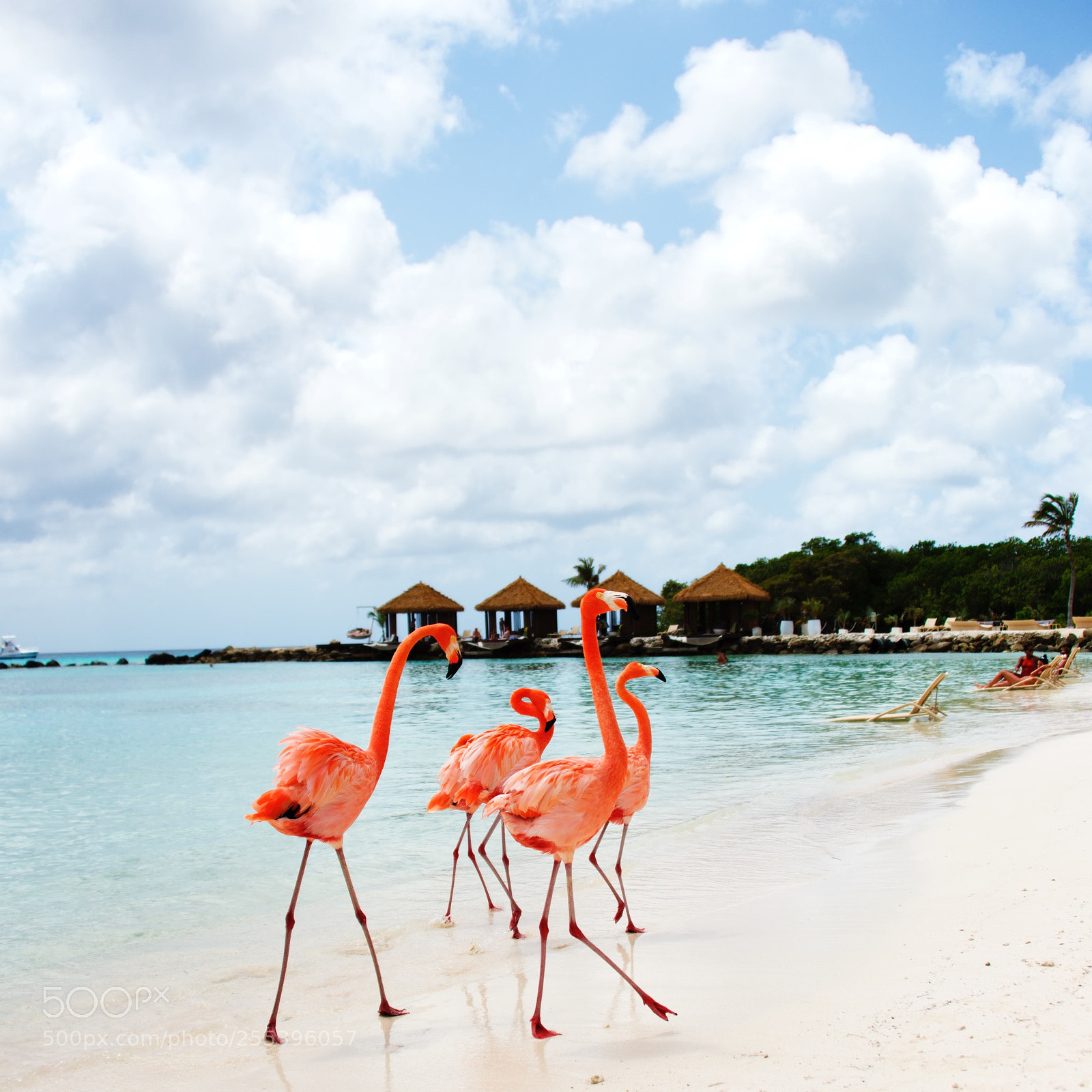 Nikon D800 sample photo. Flamingo beach, aruba photography