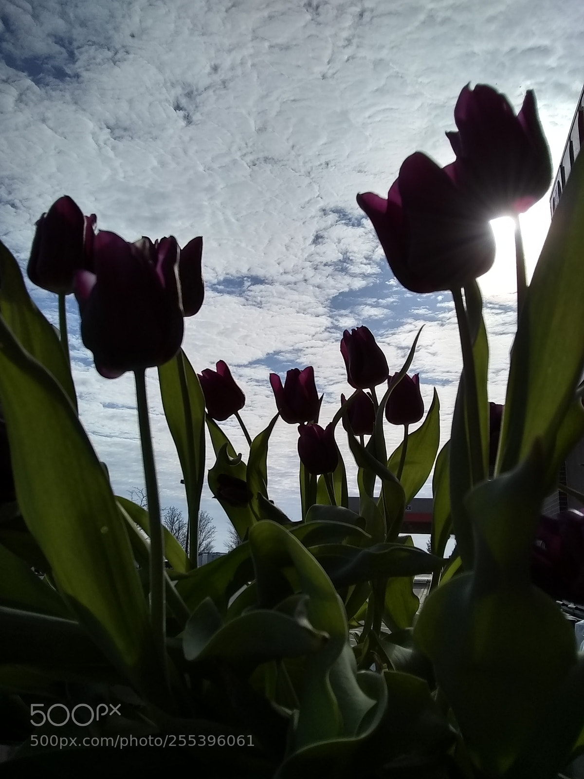 Motorola Moto E4 sample photo. Two lips photography