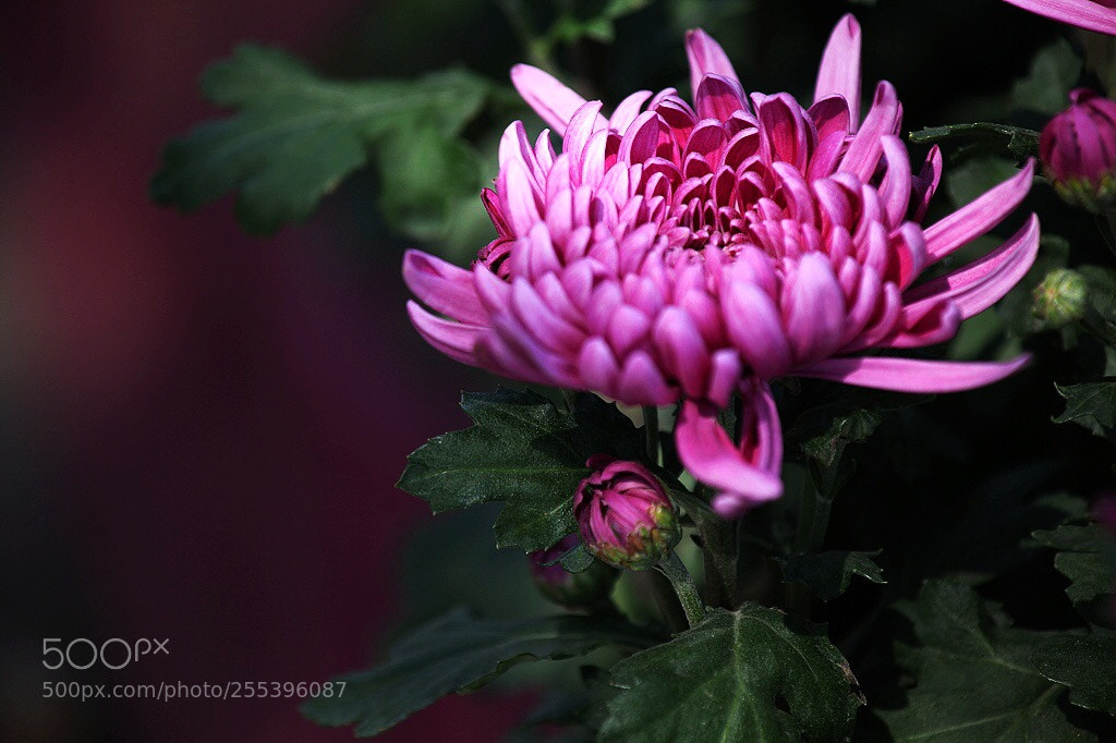 Canon EOS 5D Mark II sample photo. Untitled photography