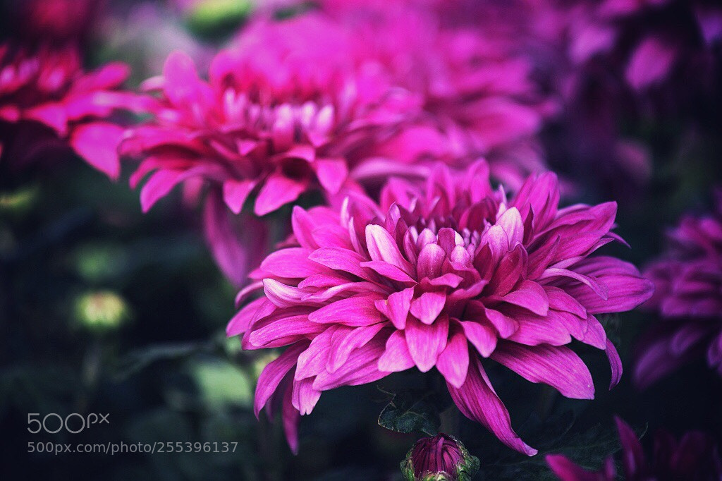 Canon EOS 5D Mark II sample photo. Untitled photography