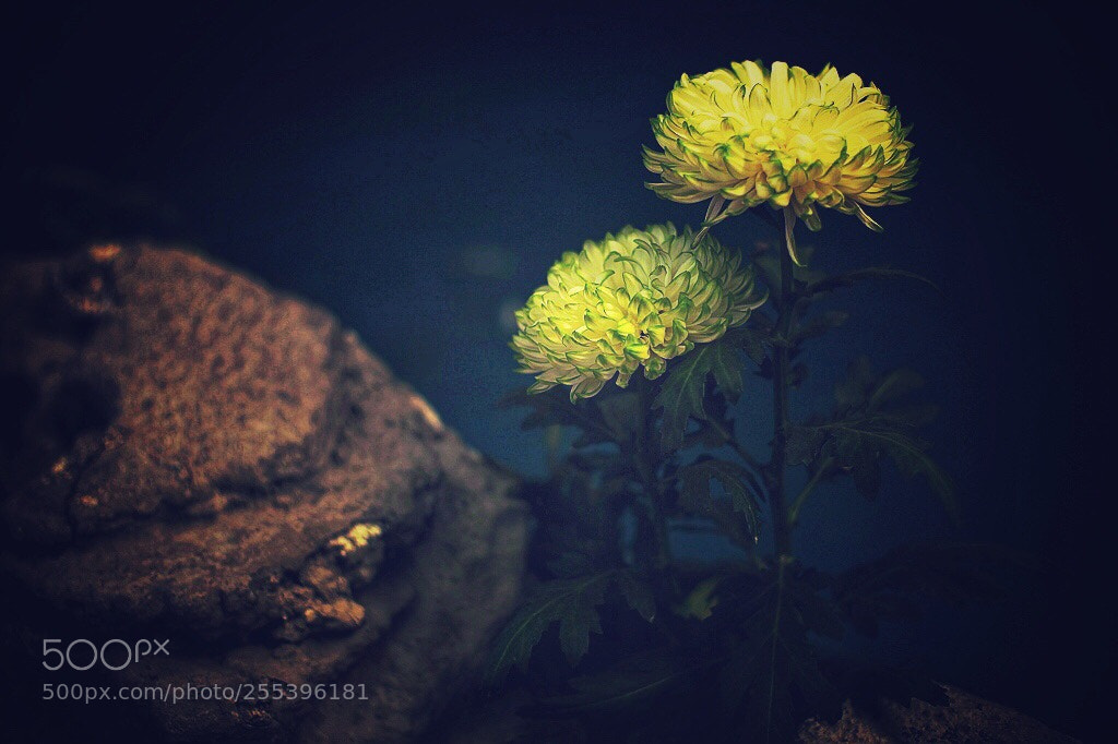 Canon EOS 5D Mark II sample photo. Untitled photography
