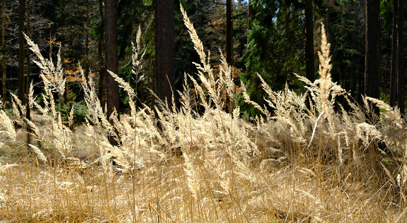 Fujifilm X-T20 sample photo. Grass photography
