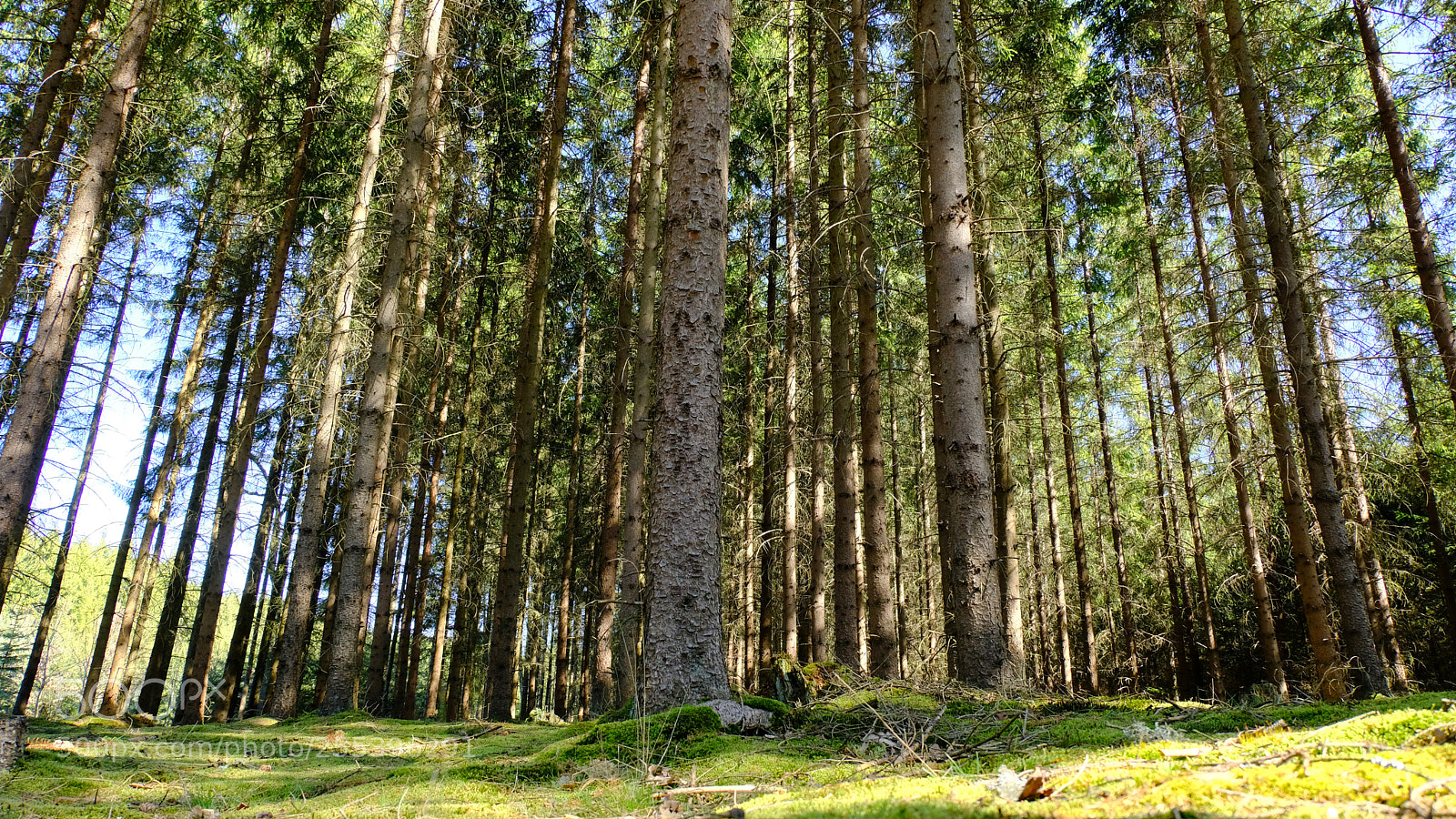 Fujifilm X-T20 sample photo. Forest photography