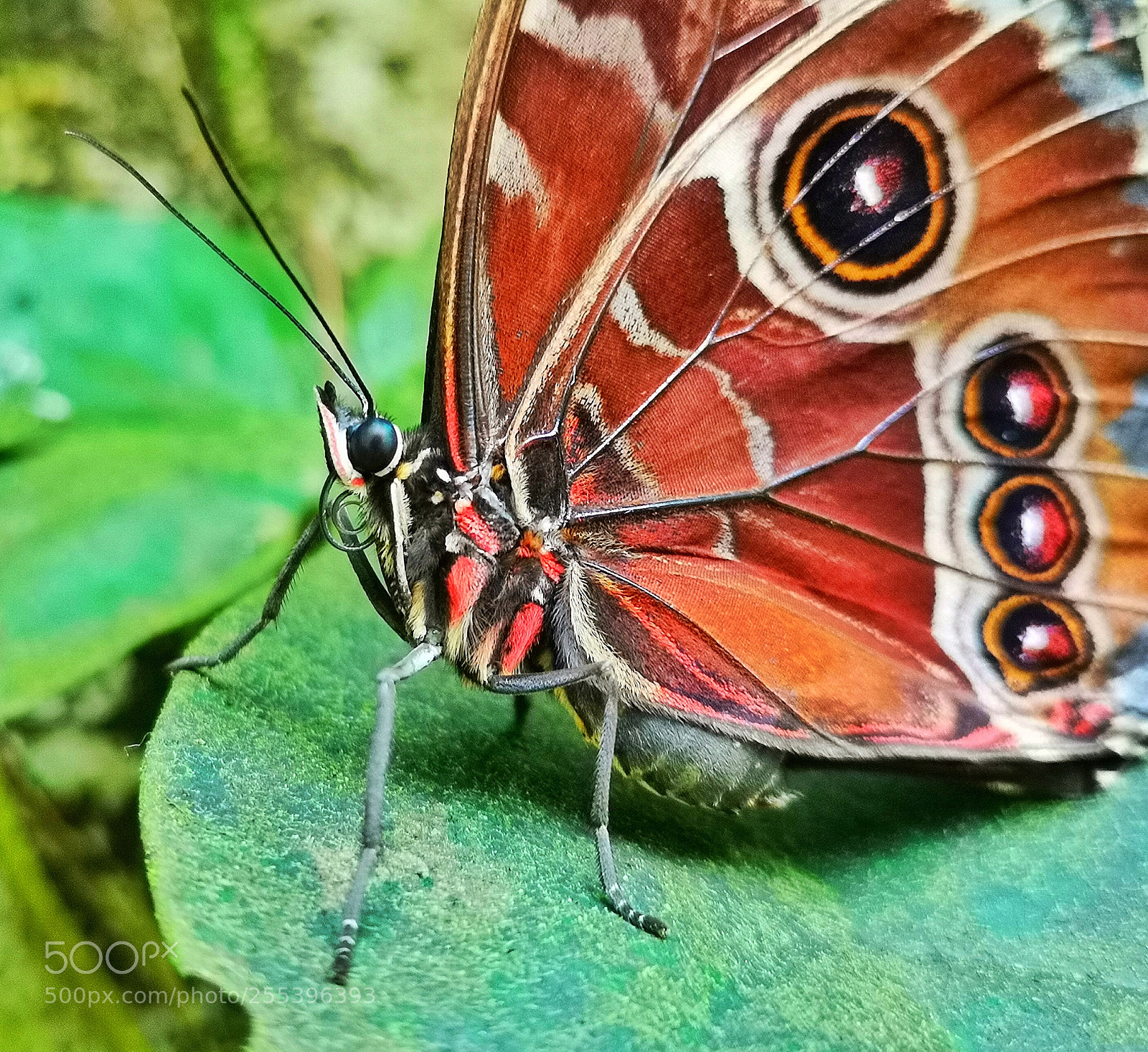 HUAWEI CLT-L29 sample photo. Butterfly photography