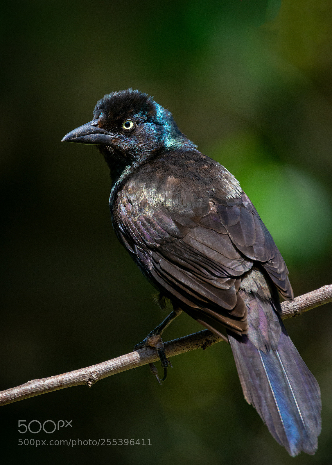 Nikon D7100 sample photo. Common grackle photography