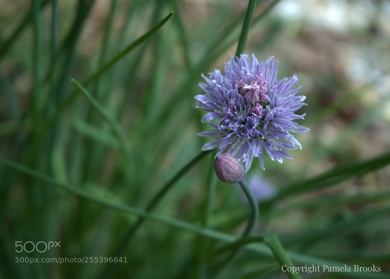 Nikon D90 sample photo. Chive bloom photography
