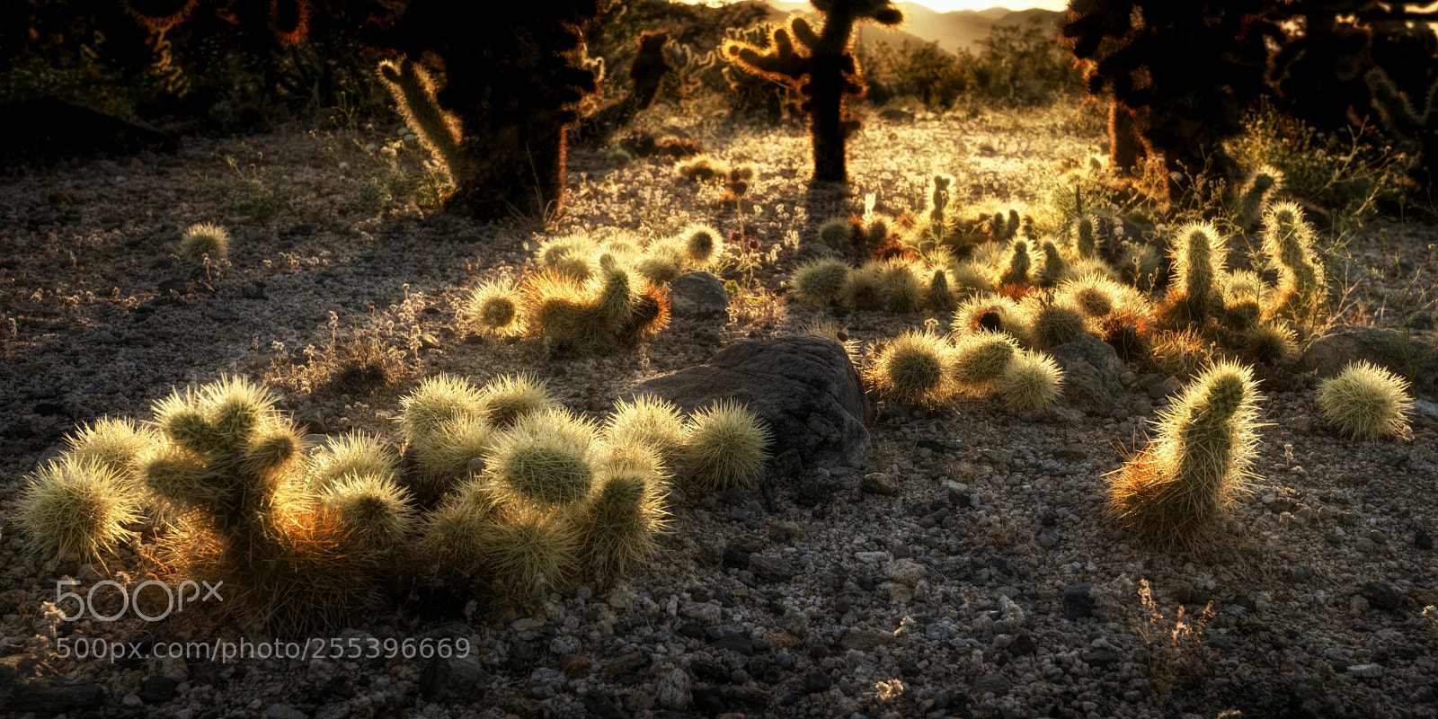 Nikon D610 sample photo. Good morning photography