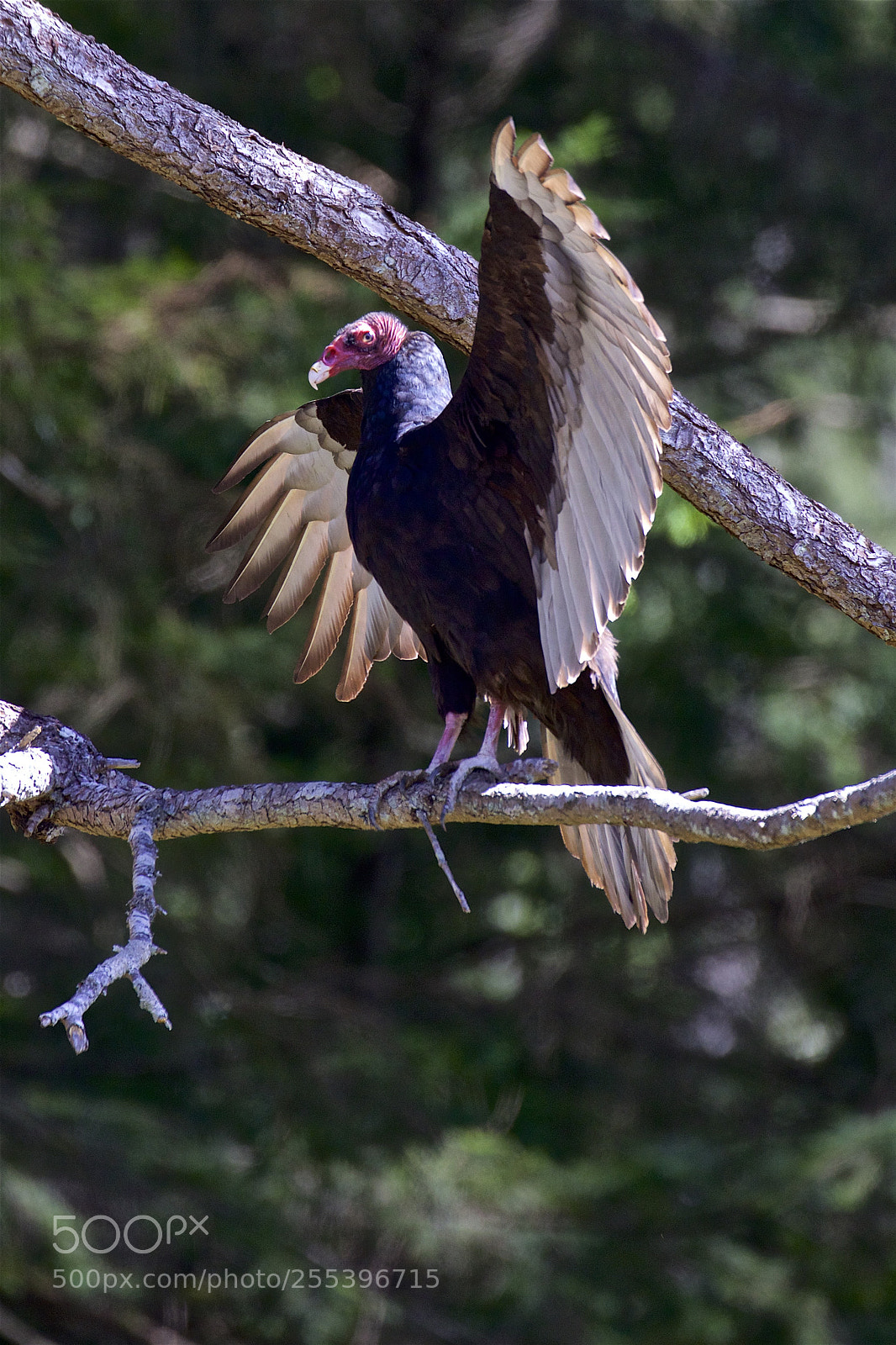 Canon EOS 7D Mark II sample photo. A turkey vulture photography