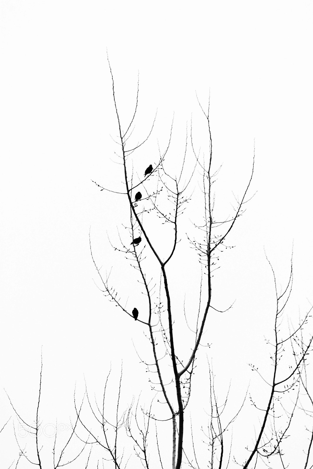 Nikon D7200 sample photo. Birds photography