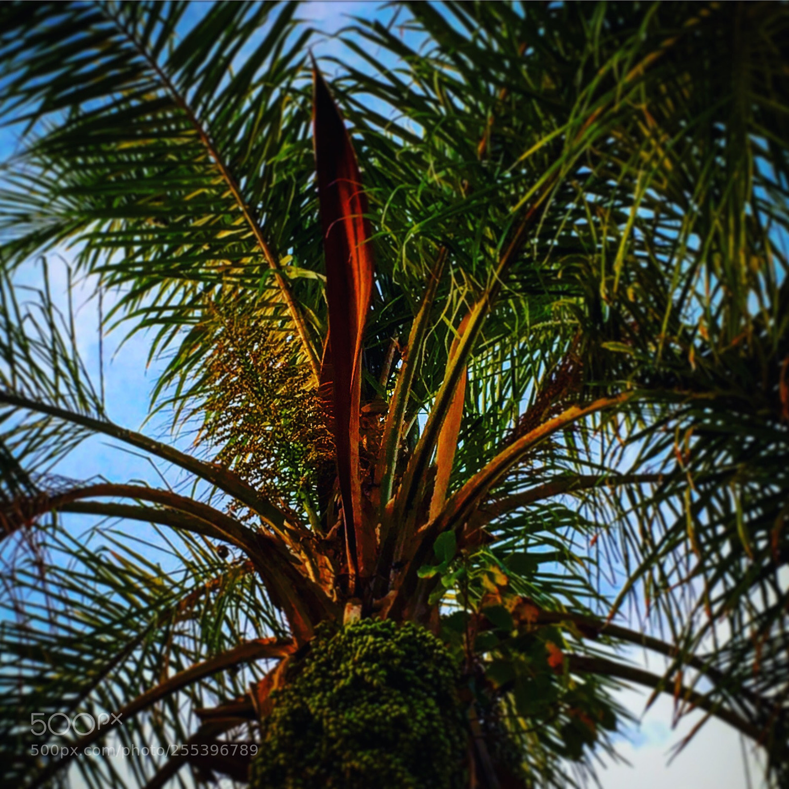 Apple iPhone SE sample photo. Untitled photography