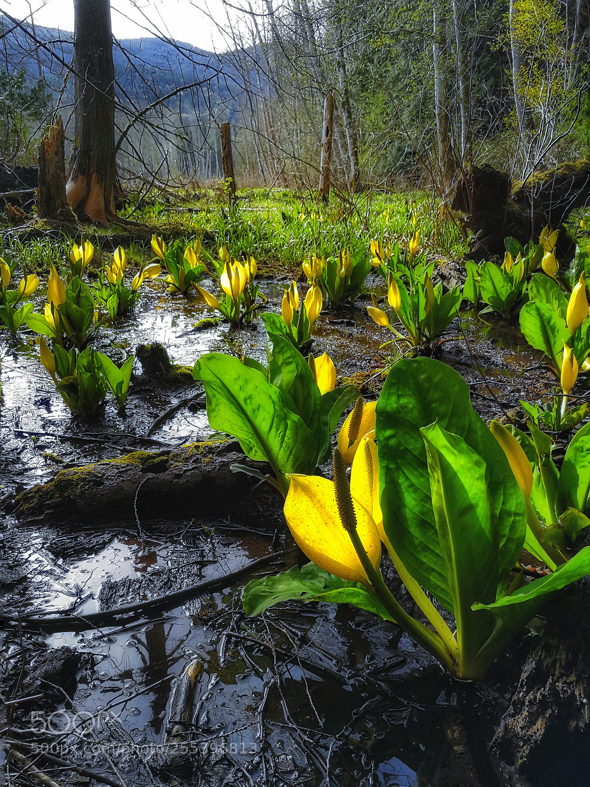 HUAWEI P10 sample photo. Swamp photography