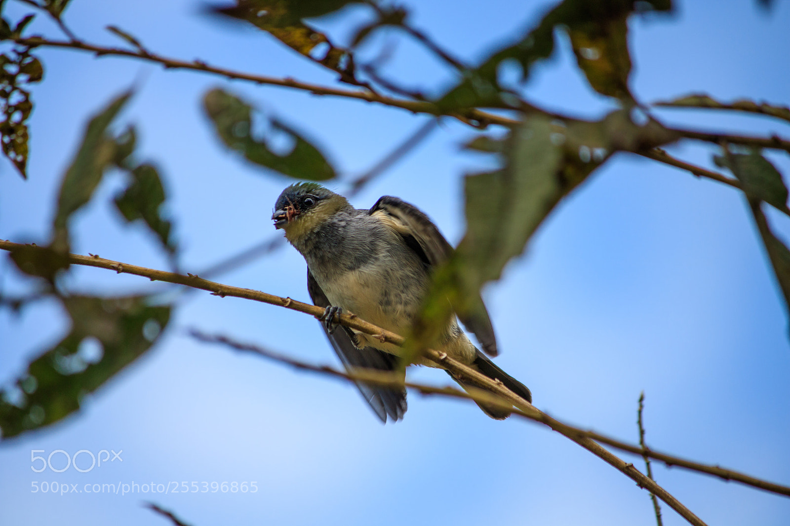 Canon EOS 750D (EOS Rebel T6i / EOS Kiss X8i) sample photo. Cucarachero photography