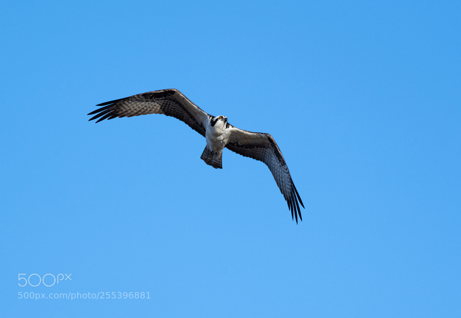 Nikon D850 sample photo. Osprey photography