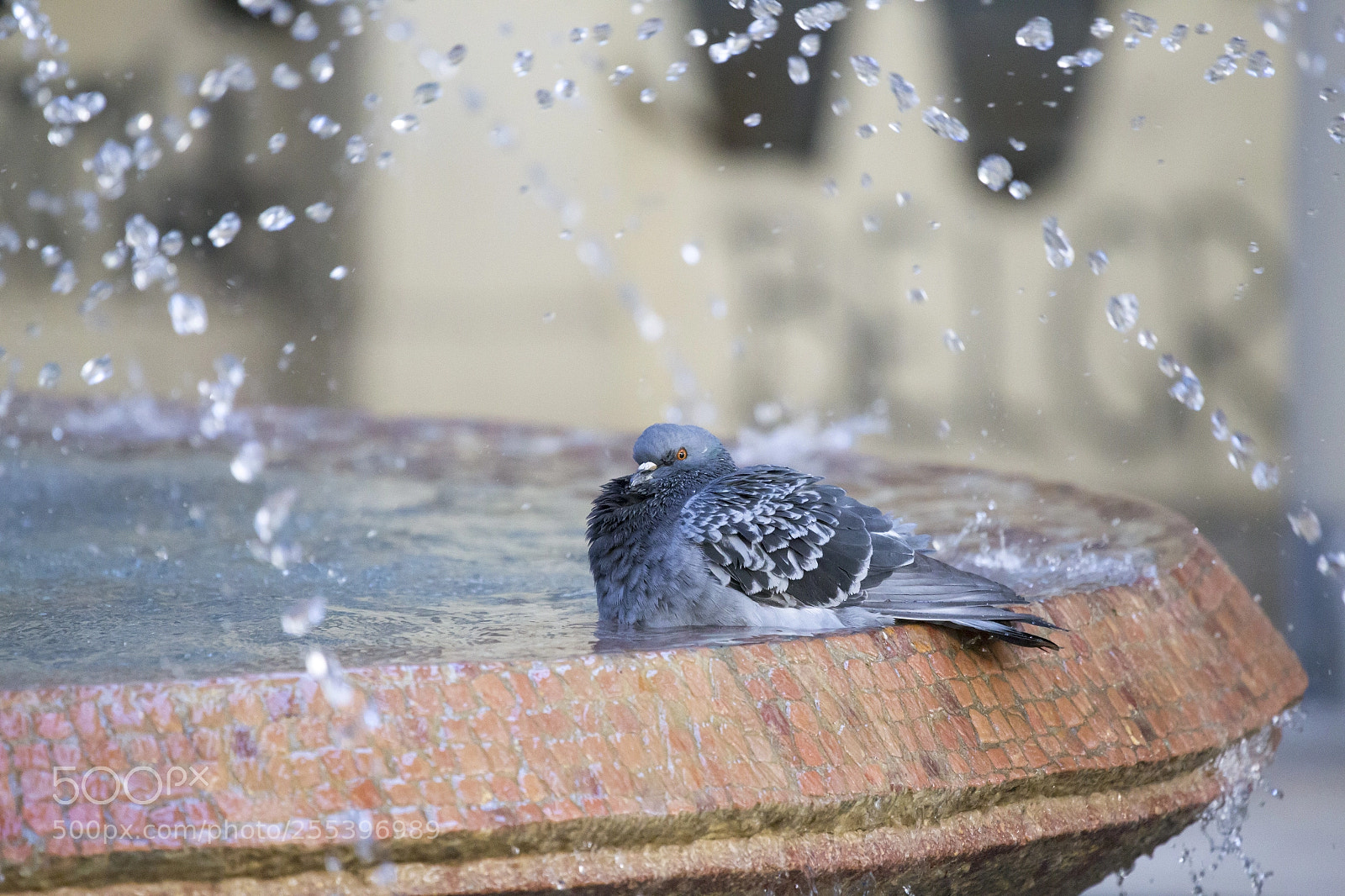 Canon EOS 6D sample photo. Pigeon photography
