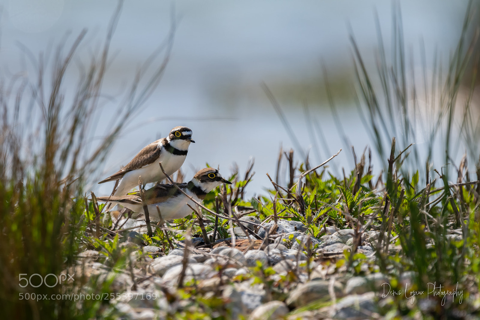 Nikon D850 sample photo. Petits gravelots, accouplement photography