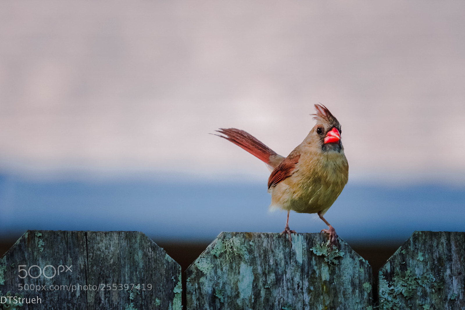 Nikon D7200 sample photo. Cardinal photography
