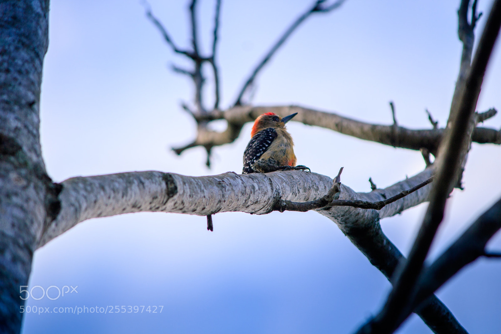 Canon EOS 750D (EOS Rebel T6i / EOS Kiss X8i) sample photo. Carpintero photography